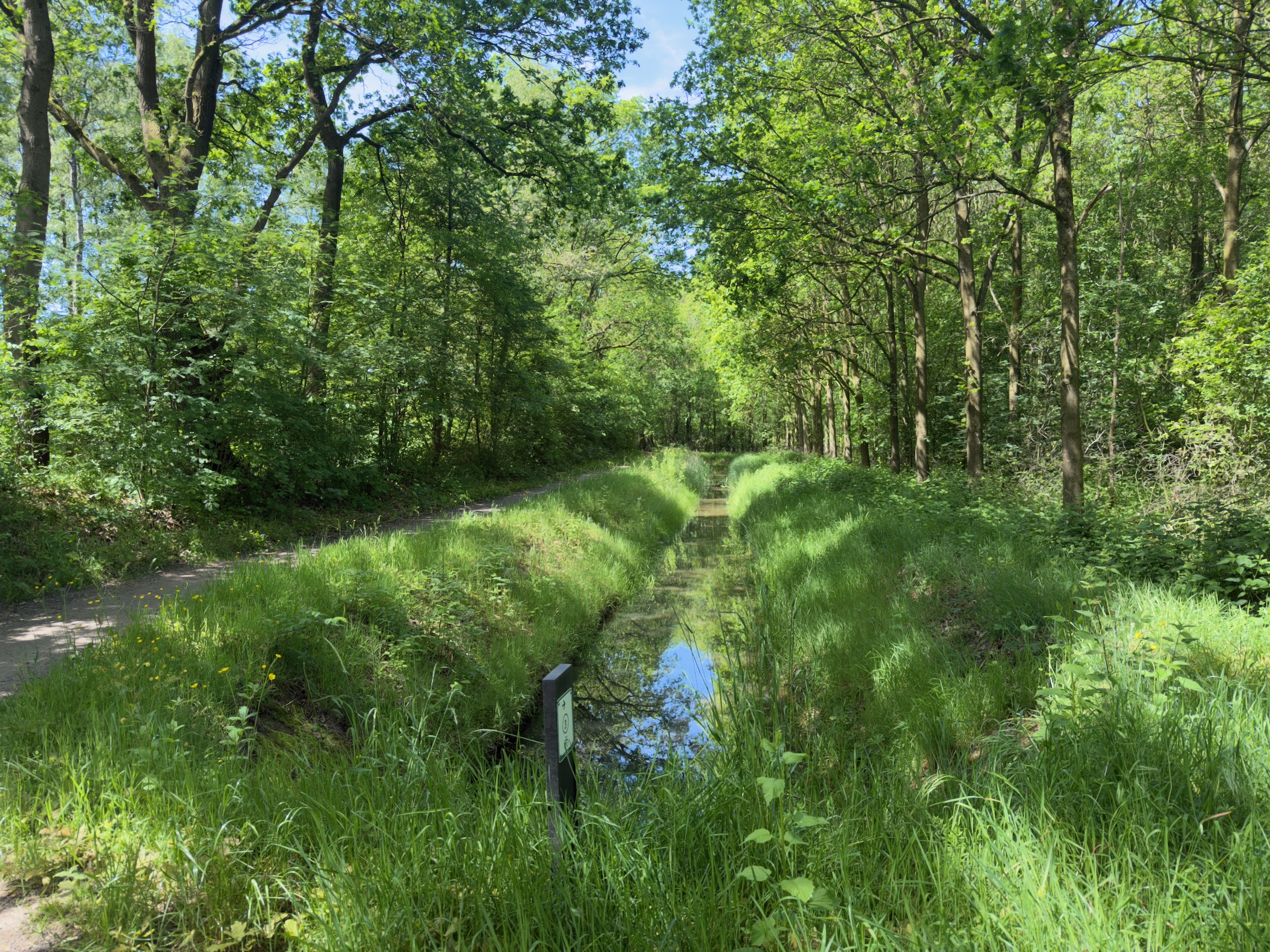 Straight ditch reflecting trees, lined with bright green grass between woodland on both sides
