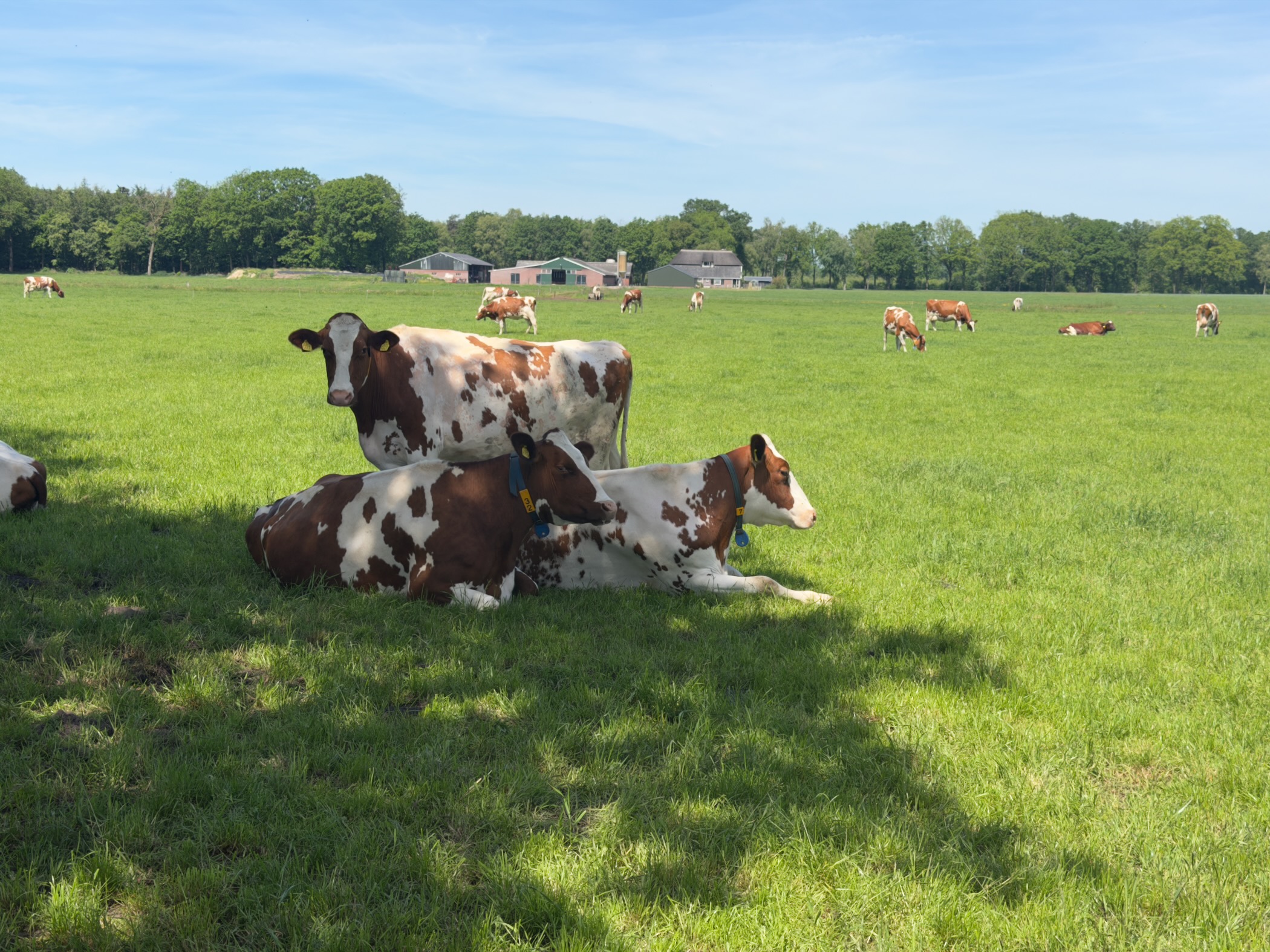 Red and white dairy cows resting in a sunlit pasture with a farm in the background