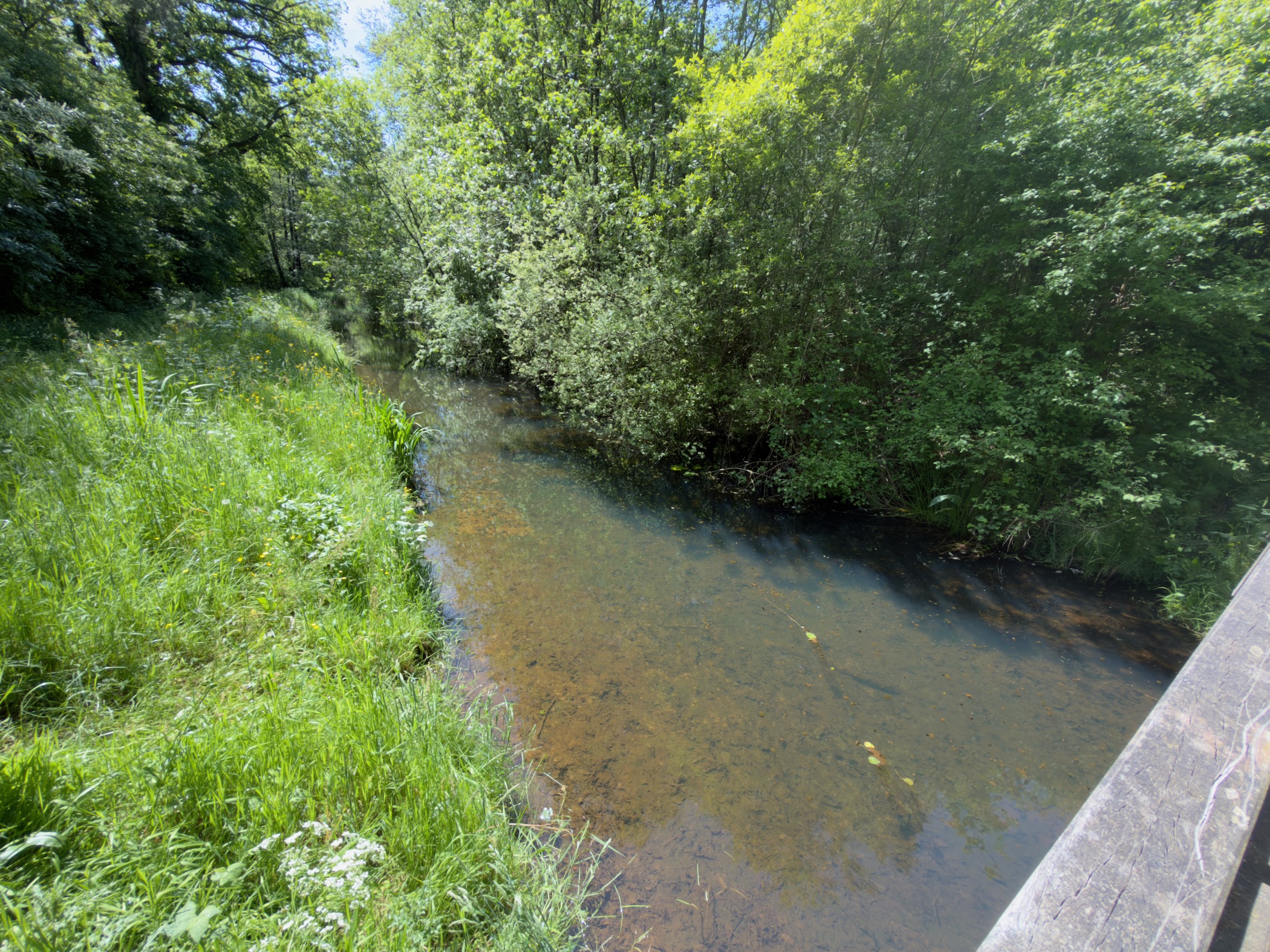Clear shallow stream winding between leafy banks, viewed from a small bridge