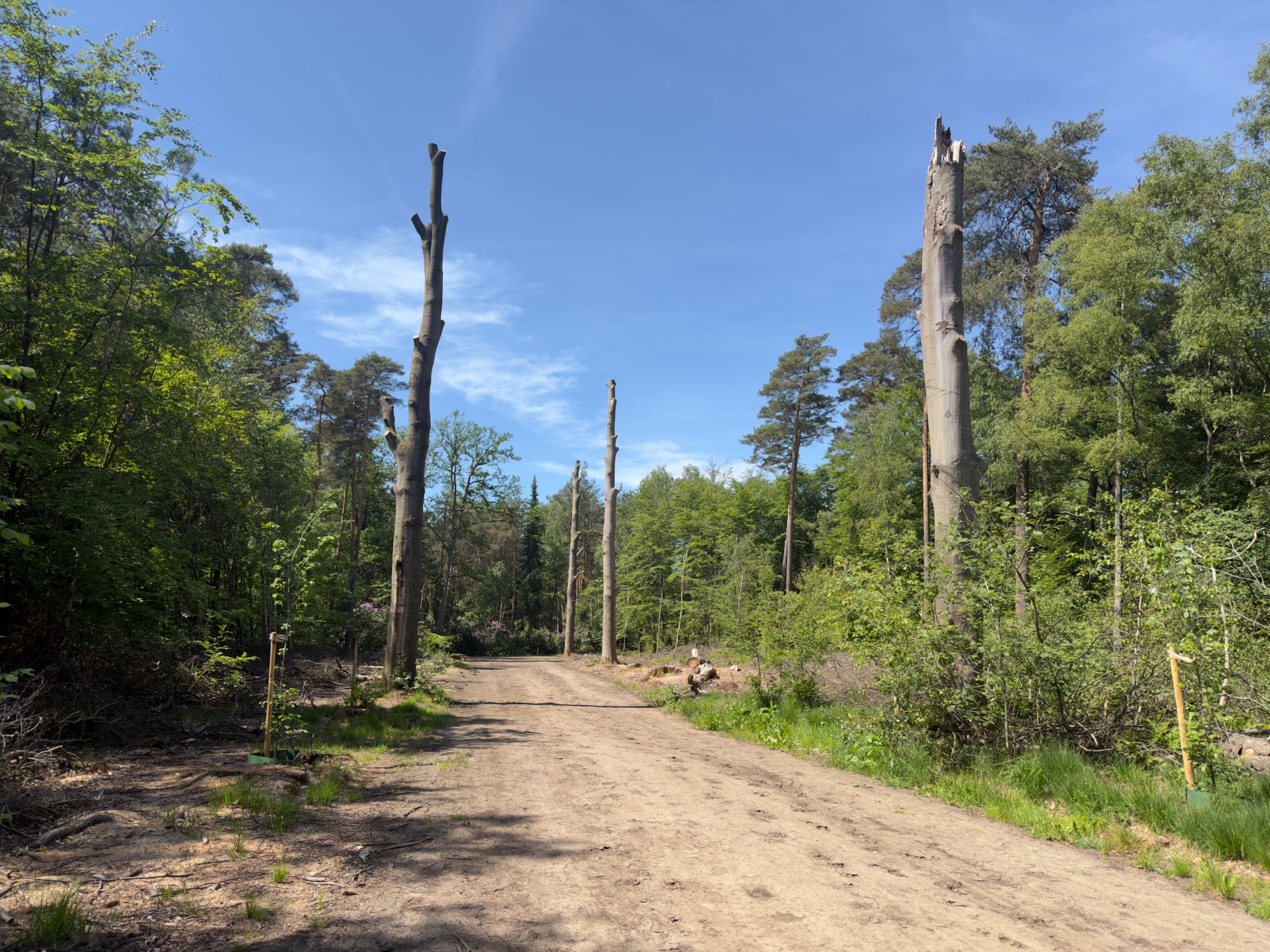 Sandy forestry track between standing dead pine trunks left for wildlife habitat
