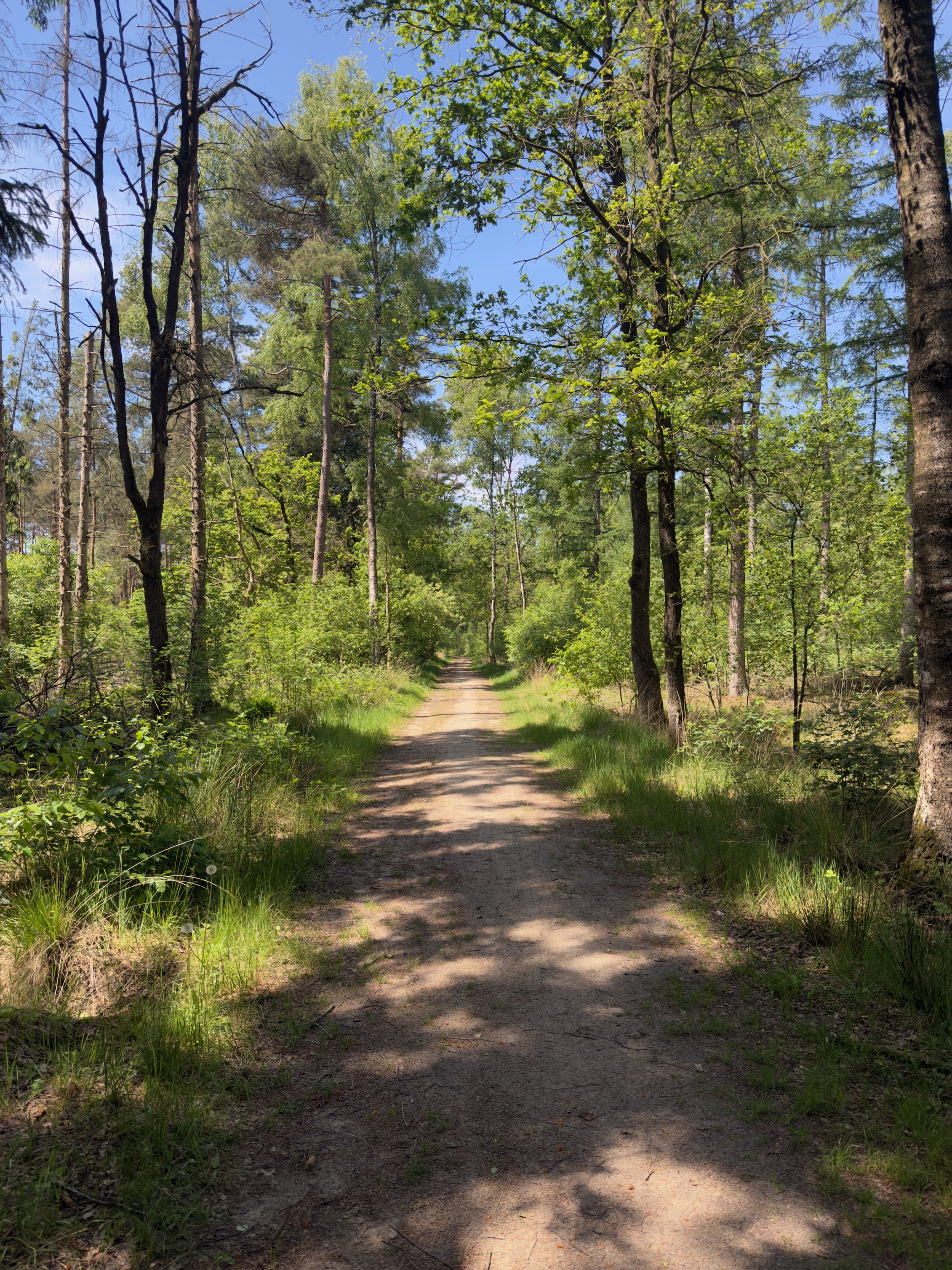 Quiet sandy footpath leading deeper into a fresh green pine and birch wood