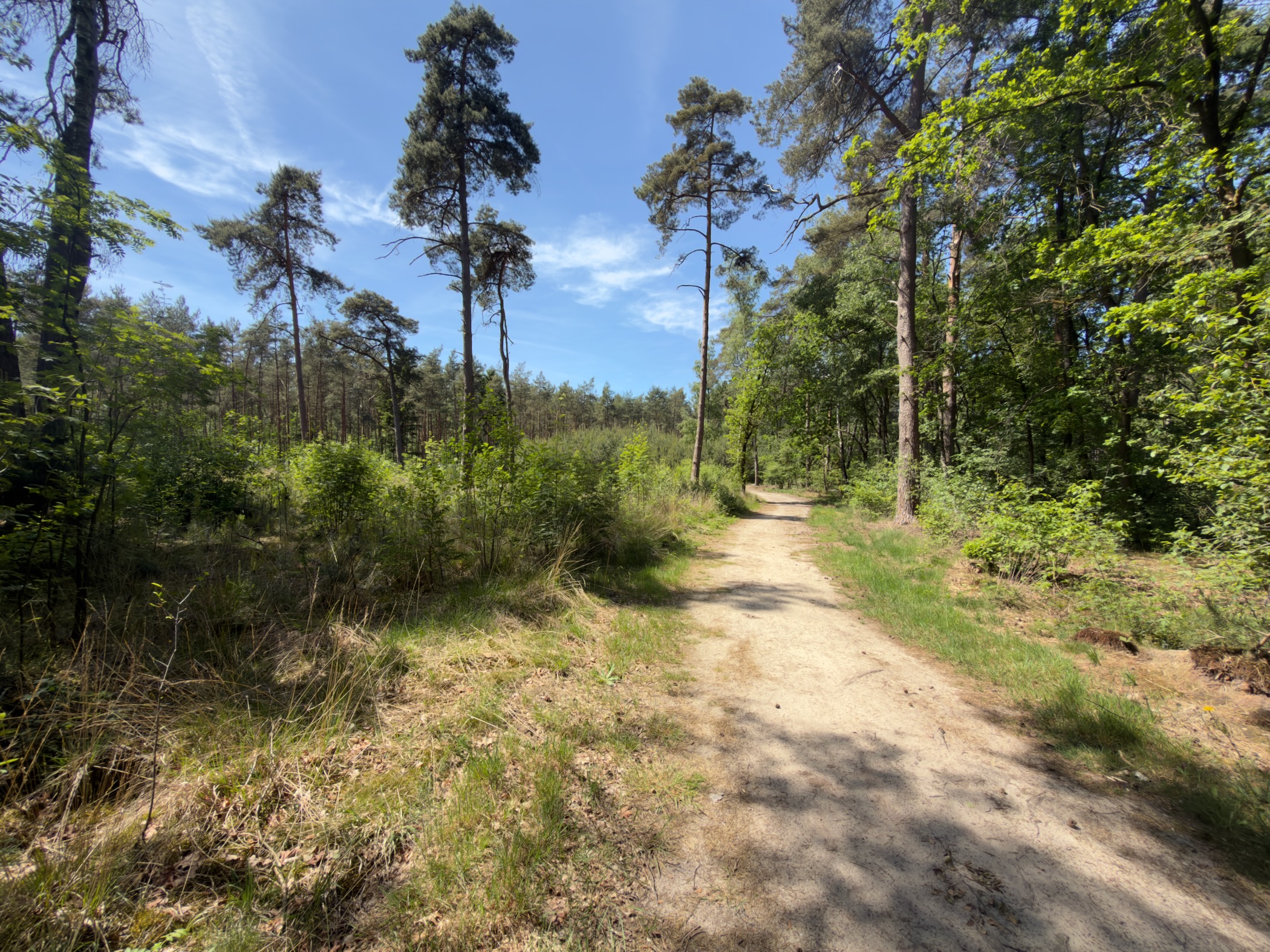 Sun-bathed forest path between Scots pines under a blue sky