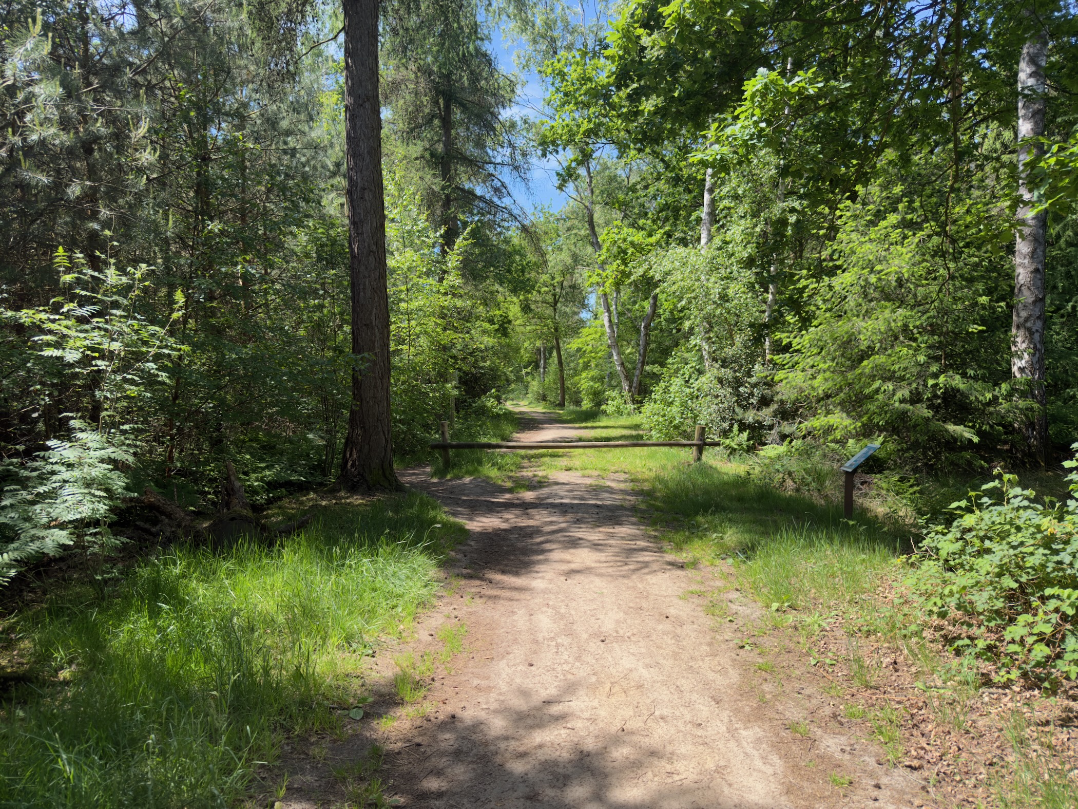 Forest junction with a low wooden barrier and a small information sign