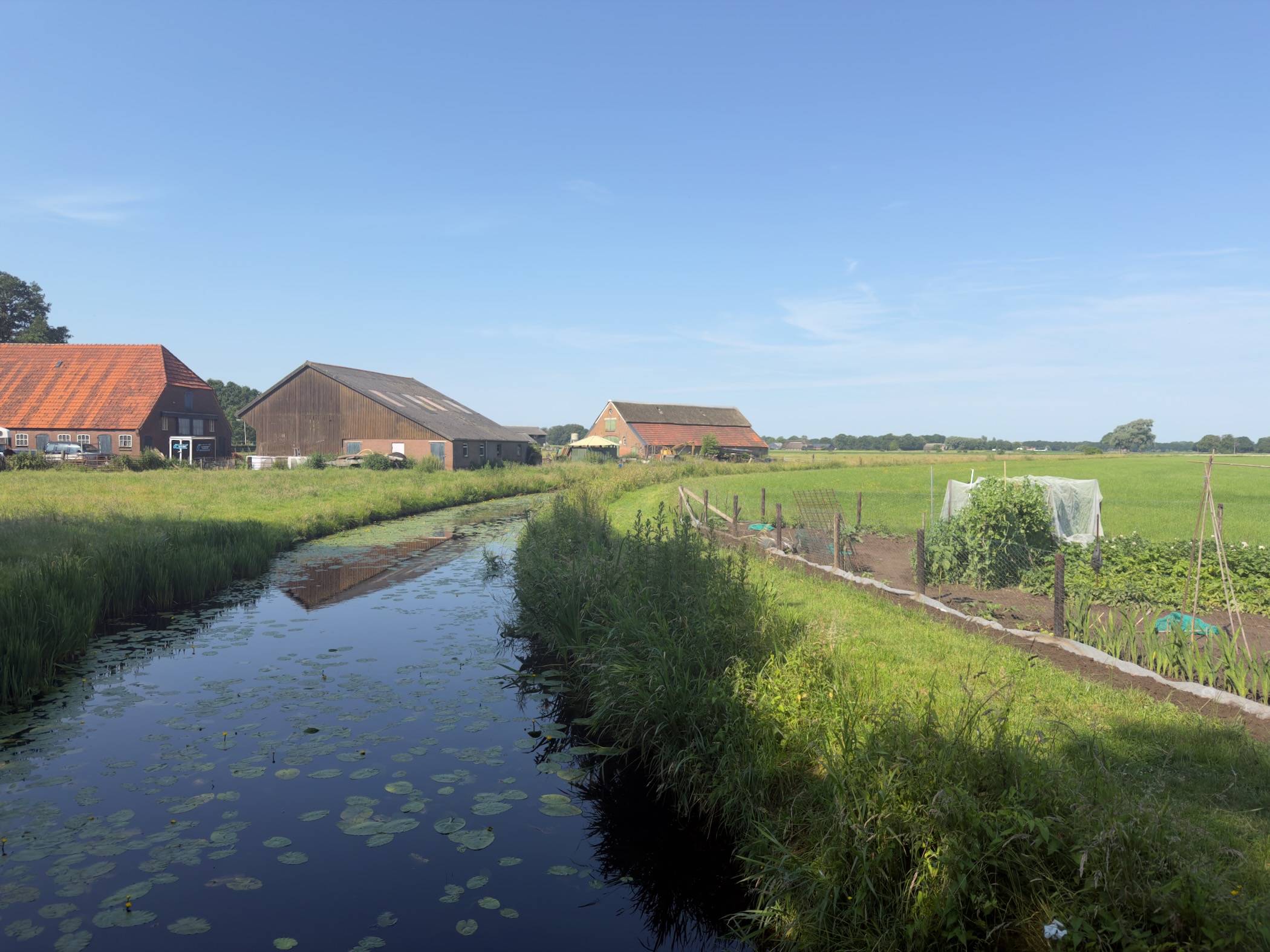 A reed-fringed ditch dotted with lily pads, leading to farm buildings and a vegetable plot under a clear blue sky.