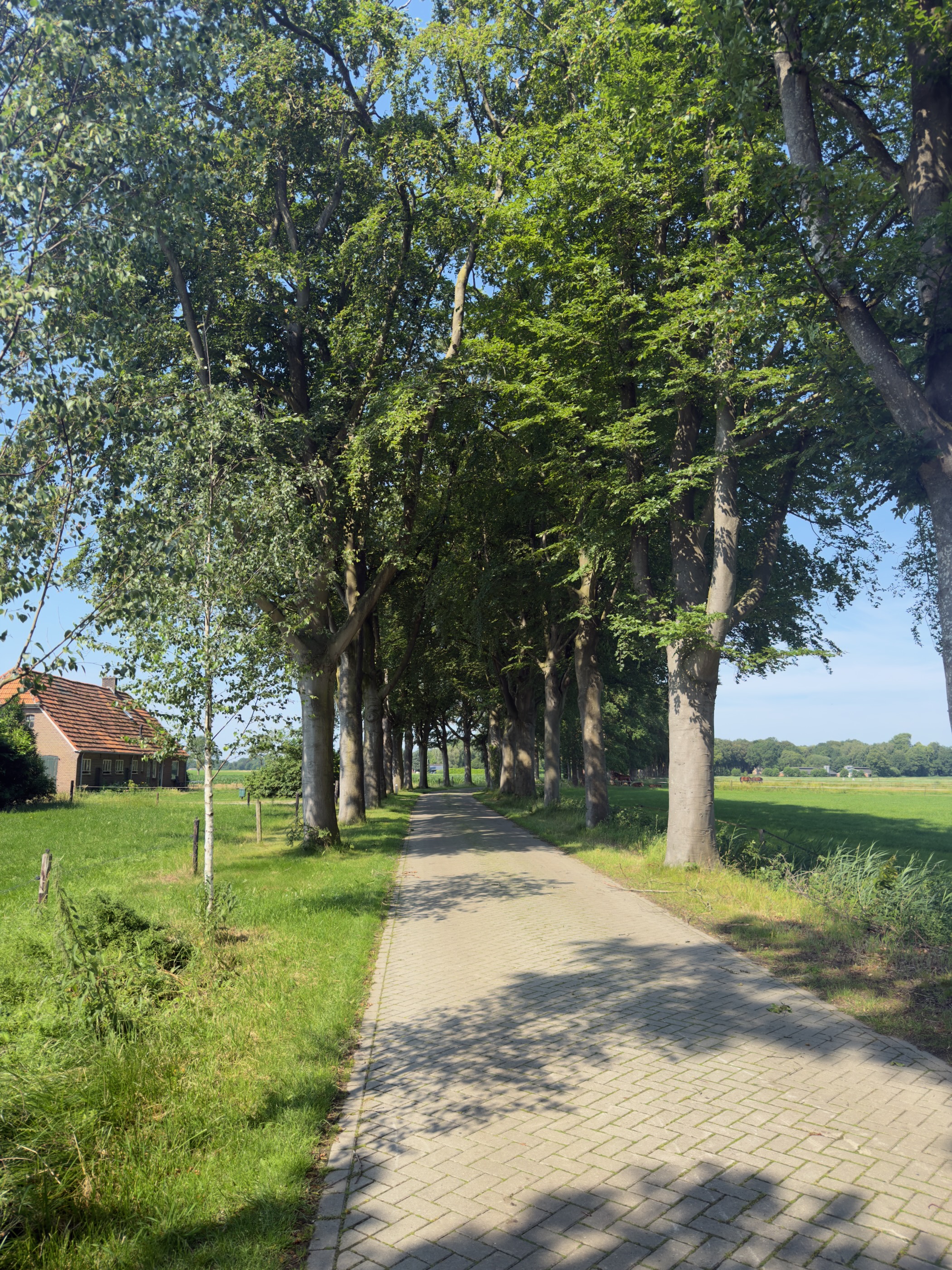 A brick-paved lane lined with tall shady trees, a farmhouse on the left and open fields on the right.