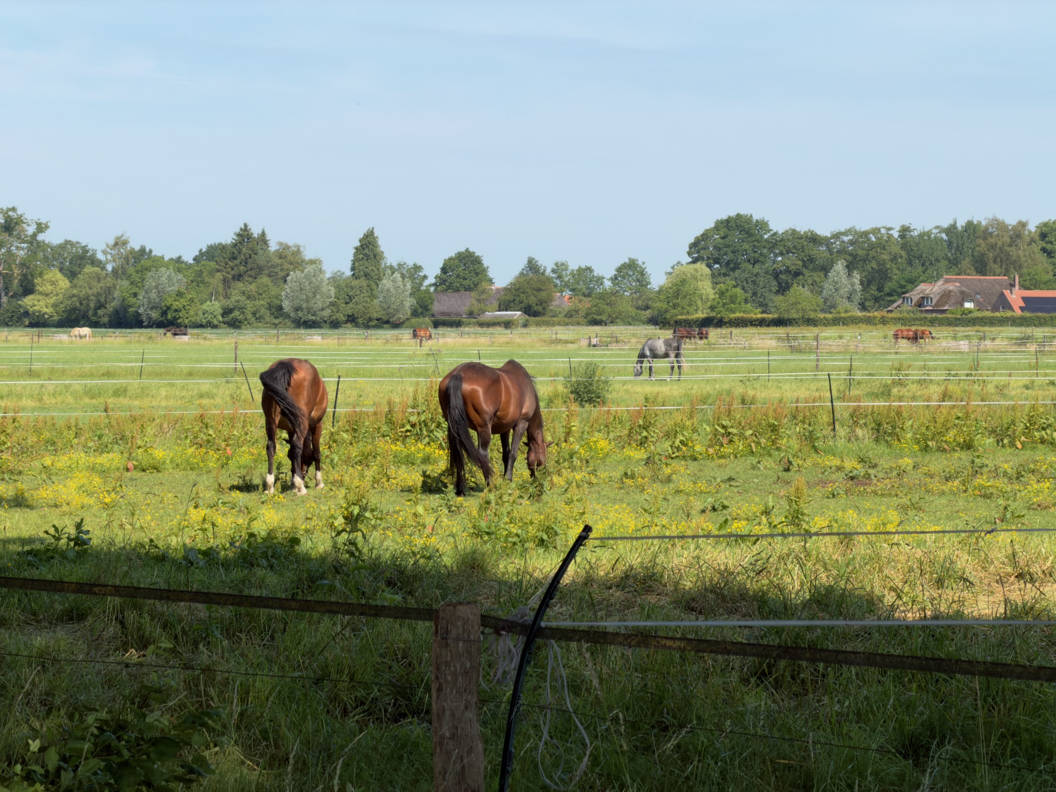 Two brown horses grazing in a fenced meadow, with more horses and farm buildings in the distance.