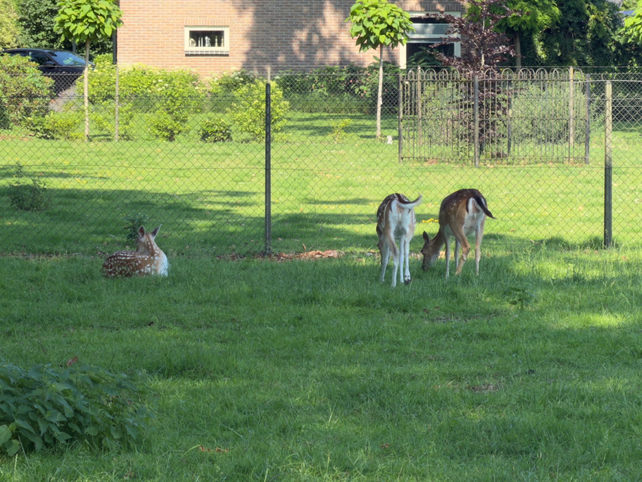 Fallow deer in a fenced garden, one lying in the grass and two standing by a wire fence.