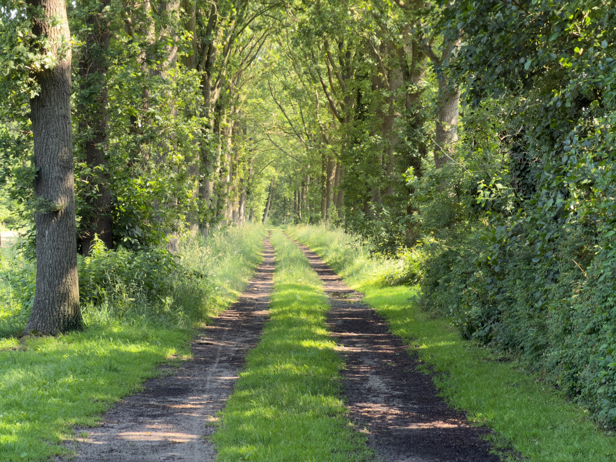A grassy track running through a tunnel of overhanging trees in soft morning light.