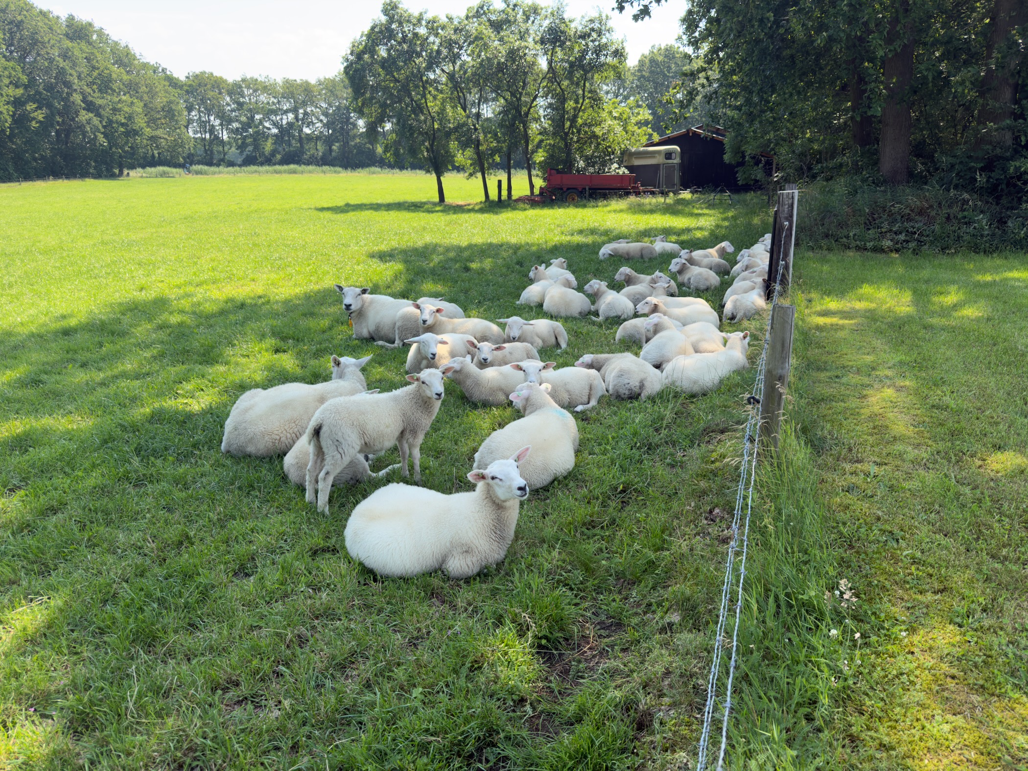 A flock of sheep resting in the shade at the edge of a meadow beside a tree line.