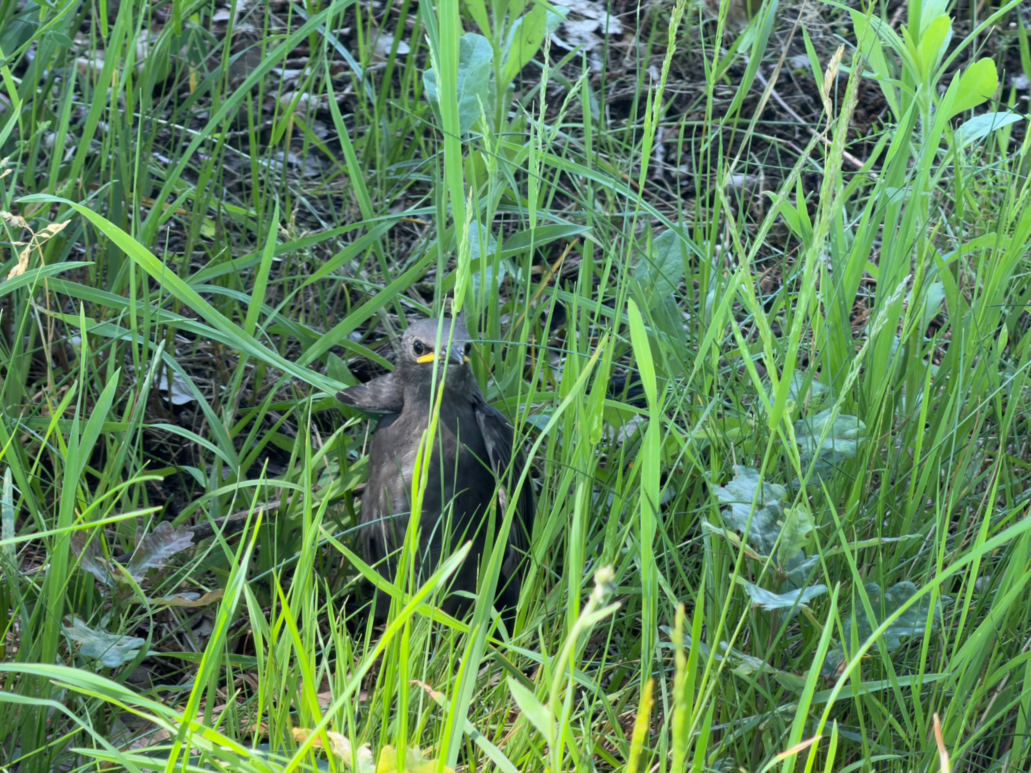A blackbird perched amid tall green grass at the path edge.