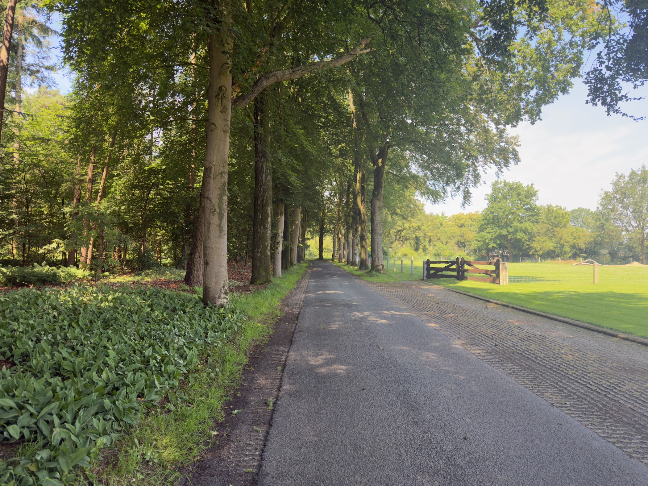 A quiet country lane lined with beech trees, a wooden gate and meadow on the right.
