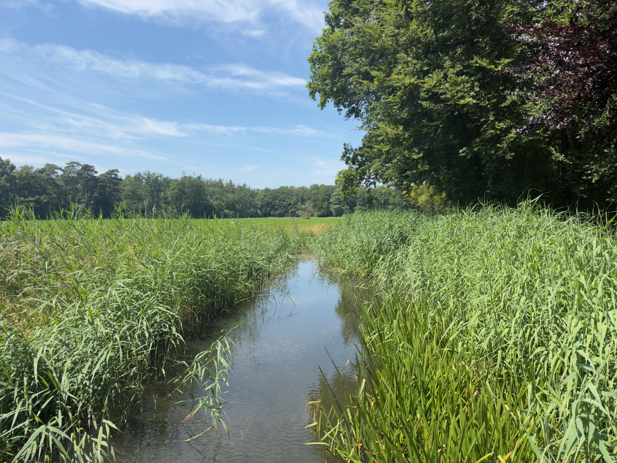 A narrow reed-fringed stream winding through fields towards a band of woodland.