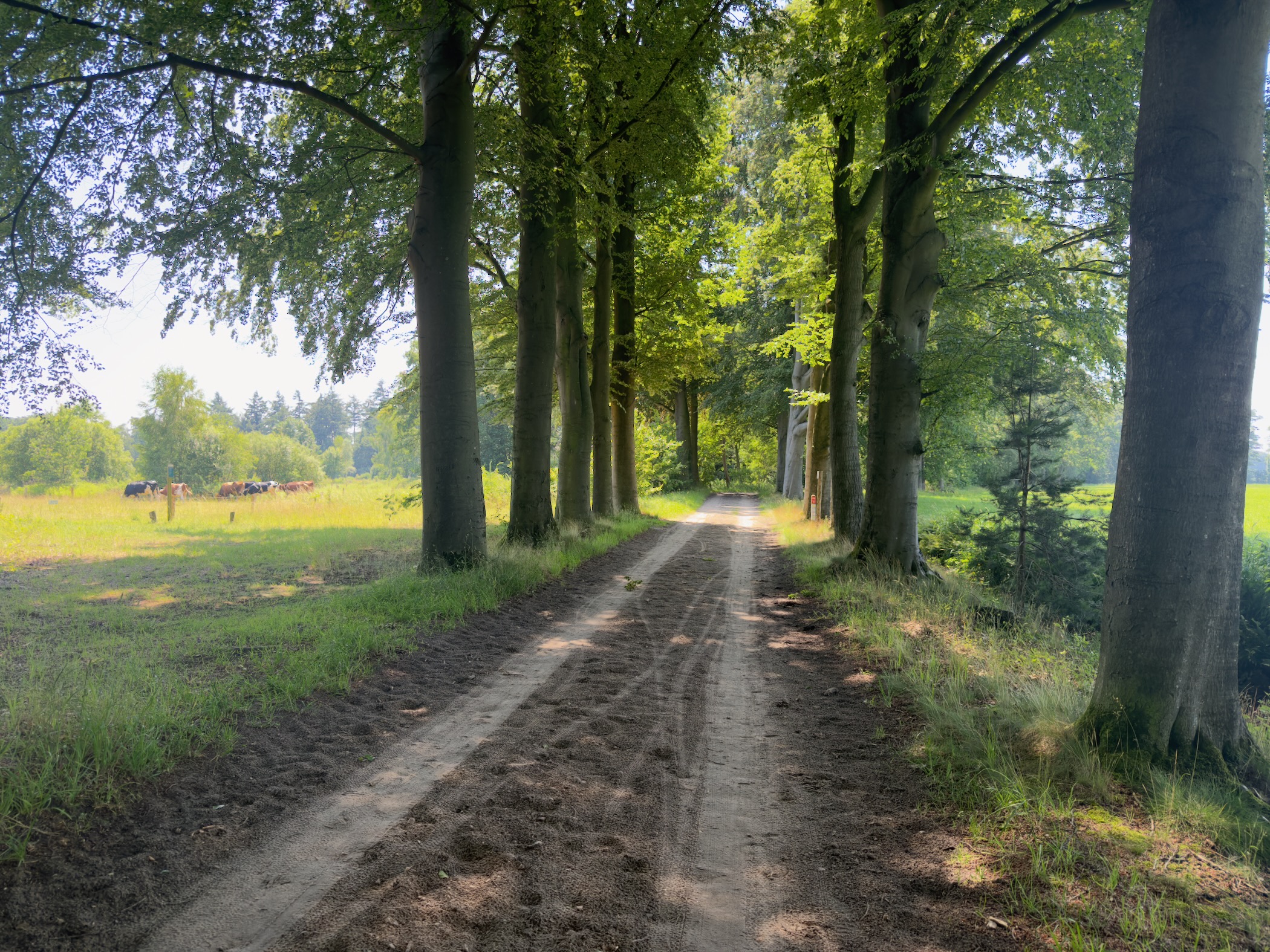 A sandy track running between rows of tall trees, with cattle grazing in a meadow on the left.