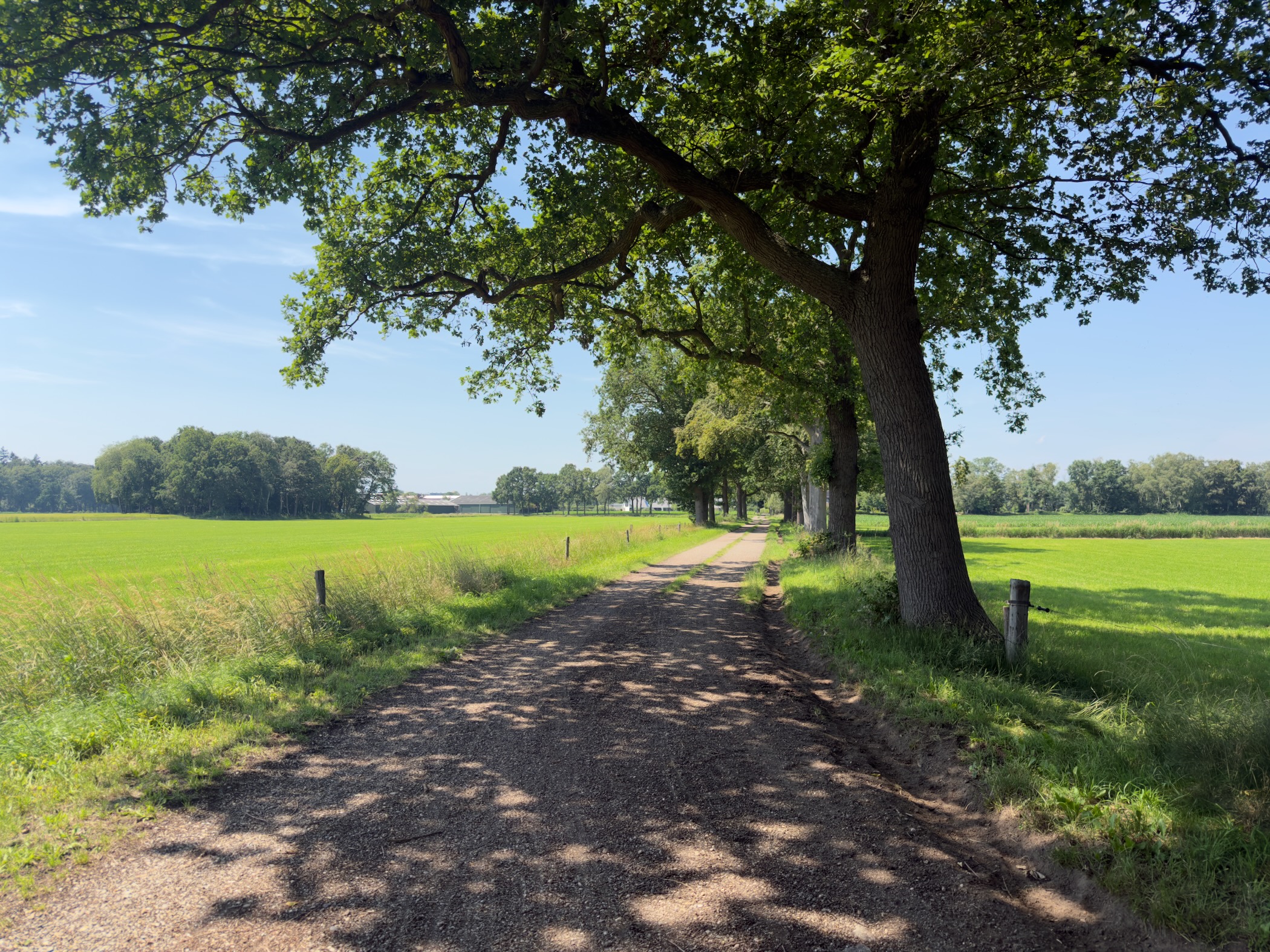 A gravel track curving past a large oak tree between green meadows under a blue sky.