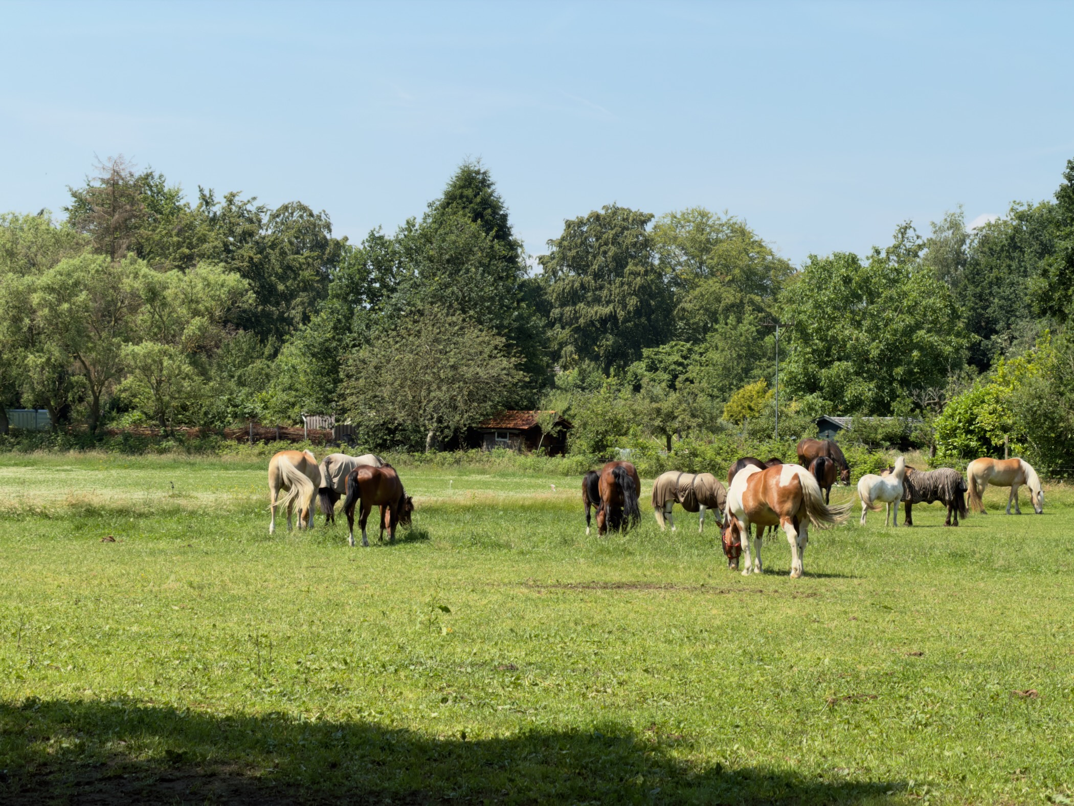 A herd of horses and ponies grazing in a meadow before a line of trees.