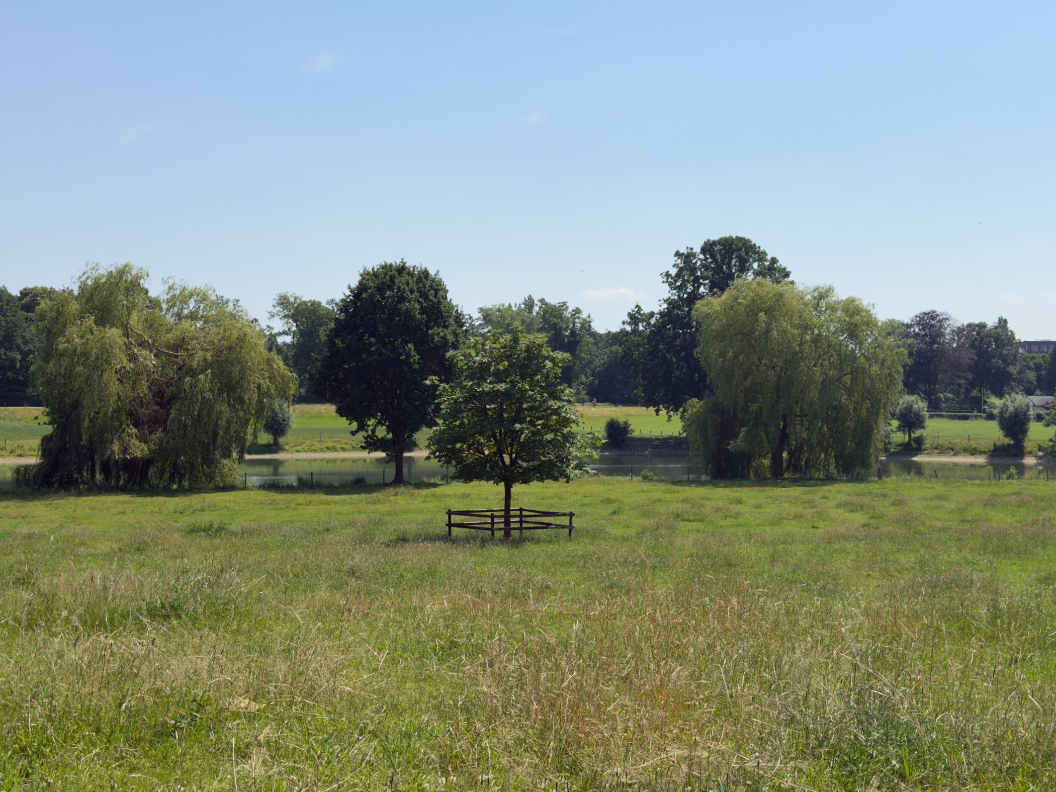A young tree protected by a fence in a meadow, with willows and the river IJssel beyond.