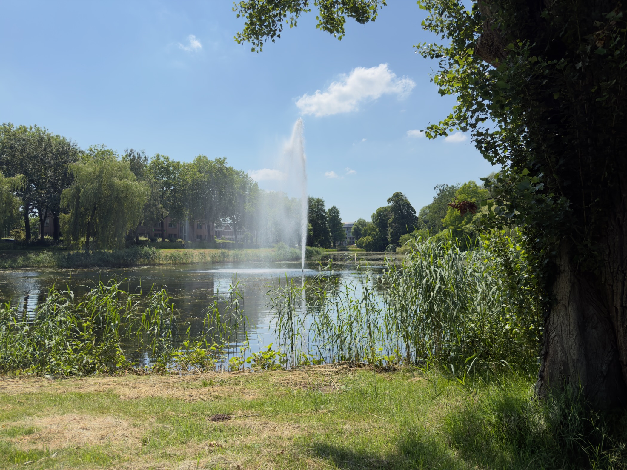 A fountain in a park pond framed by willows and reeds, viewed from a grassy bank.