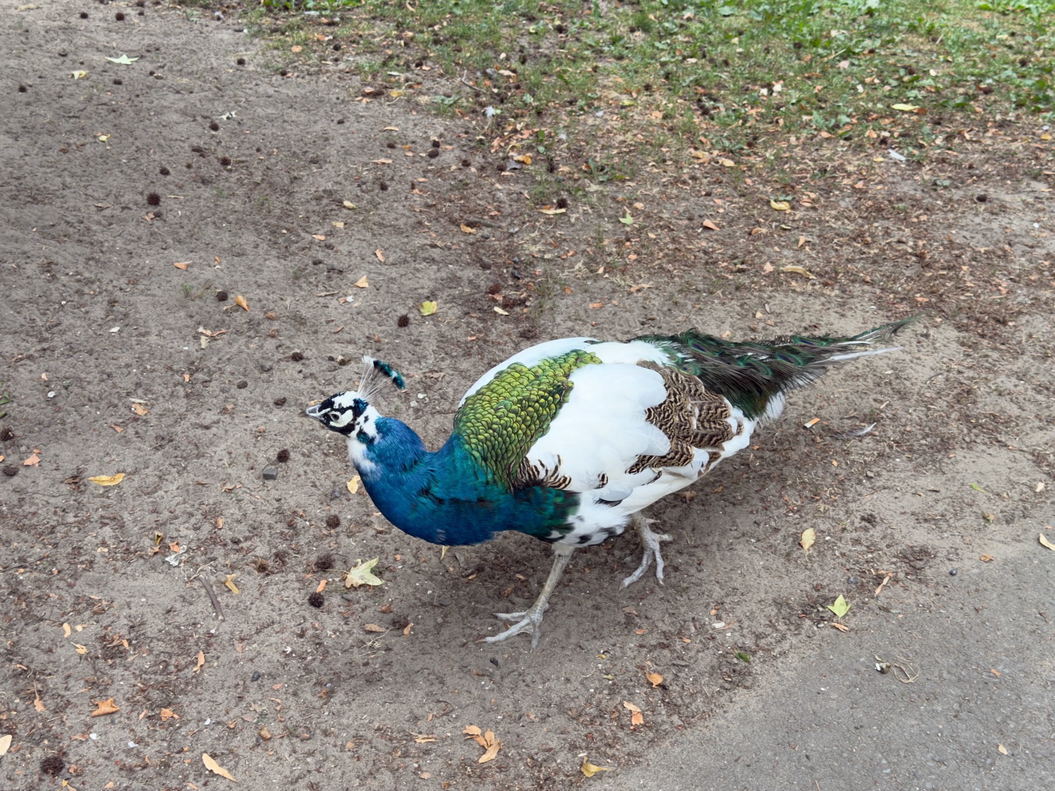A piebald peacock with a blue neck and green and white plumage walking on a sandy park path.