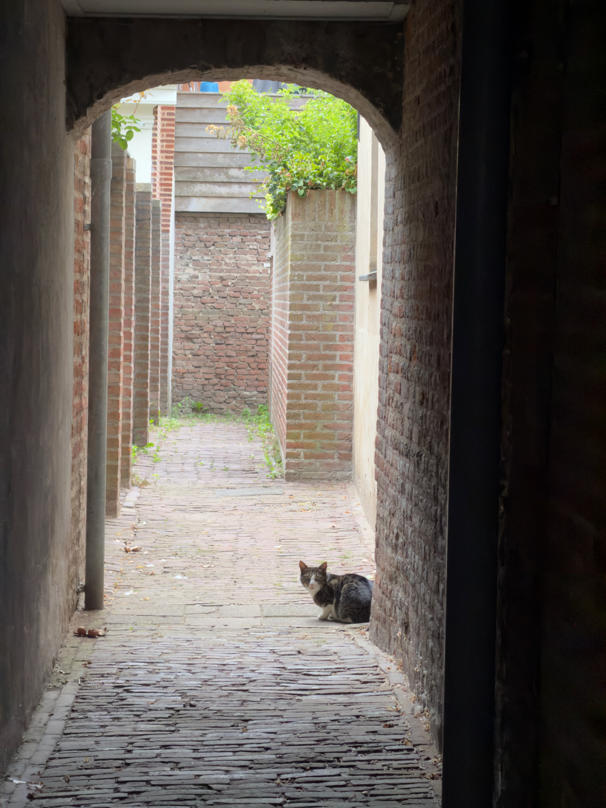 A tabby and white cat sitting in a narrow brick alley under a stone archway.