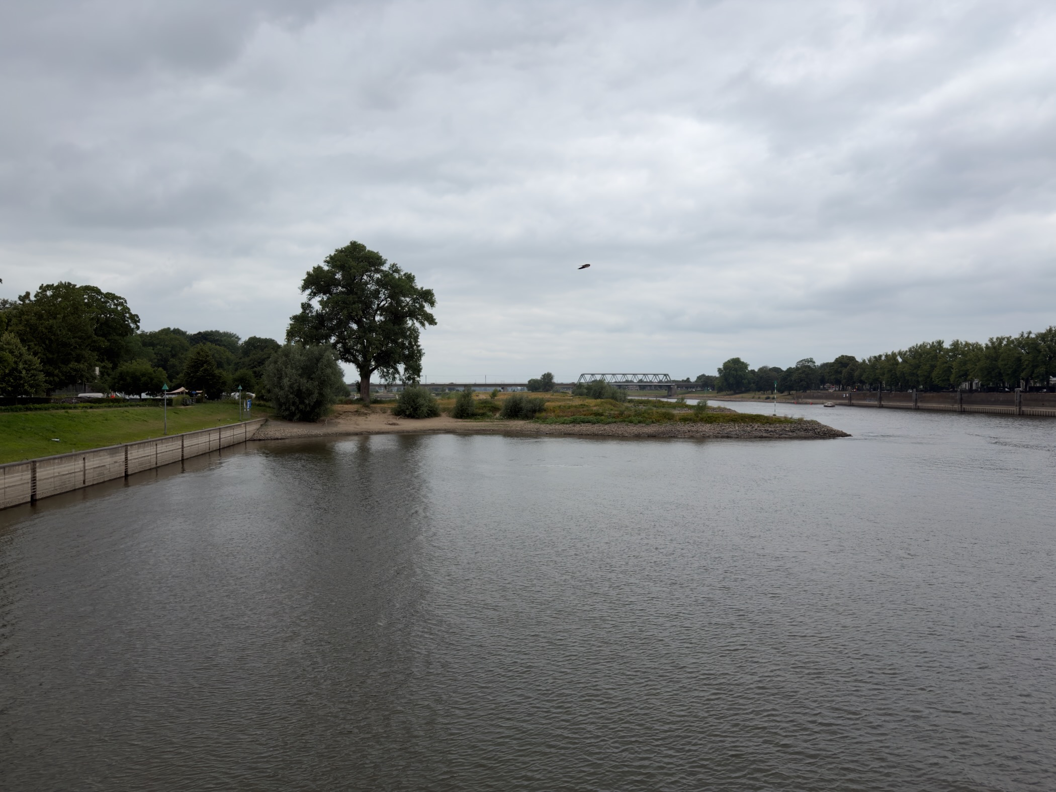 A sandy spit with a large tree jutting into the IJssel, a bird overhead and a distant railway bridge.