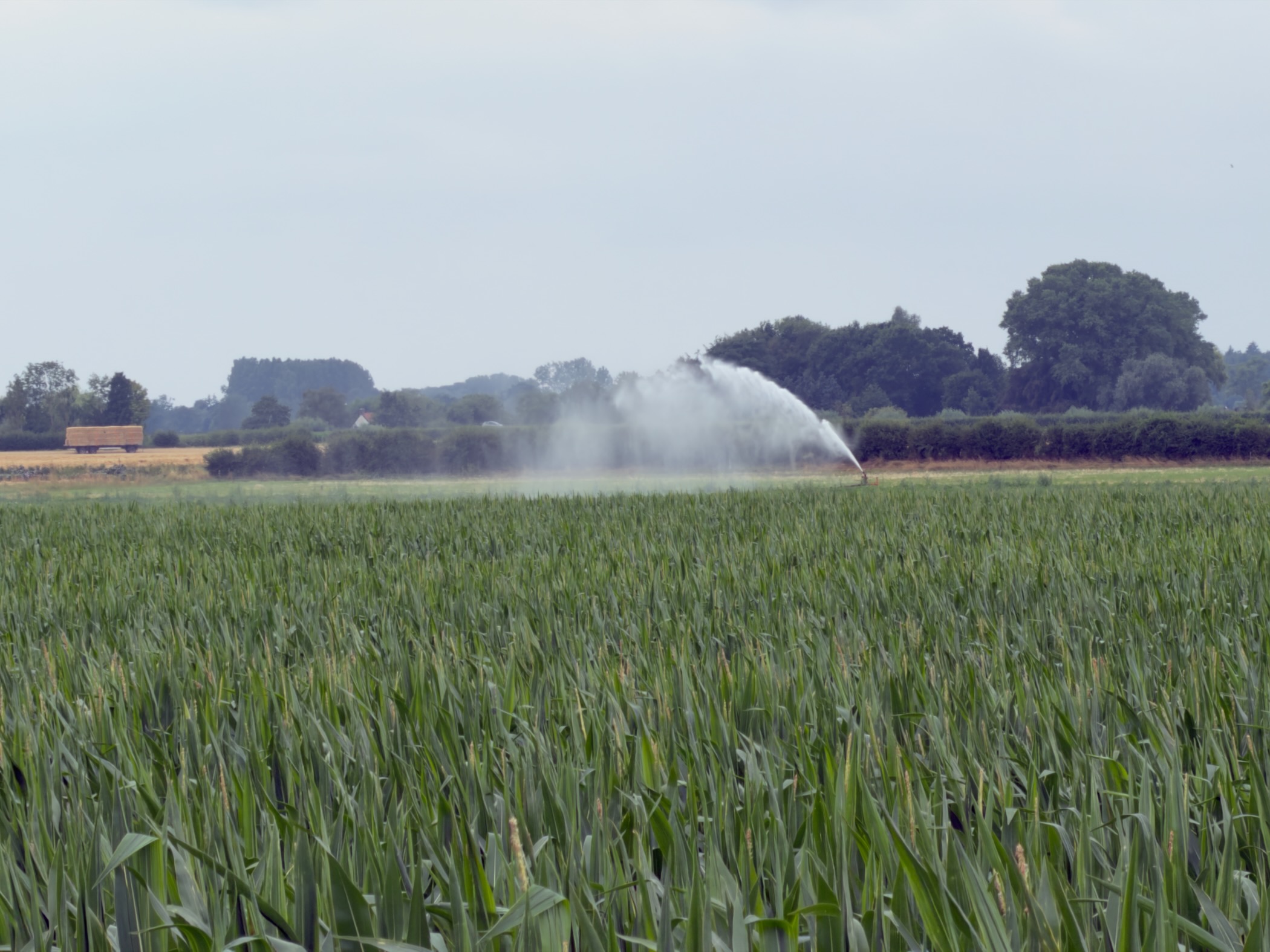 A field of tall green maize with a spray irrigator throwing water, hay bales and trees beyond.