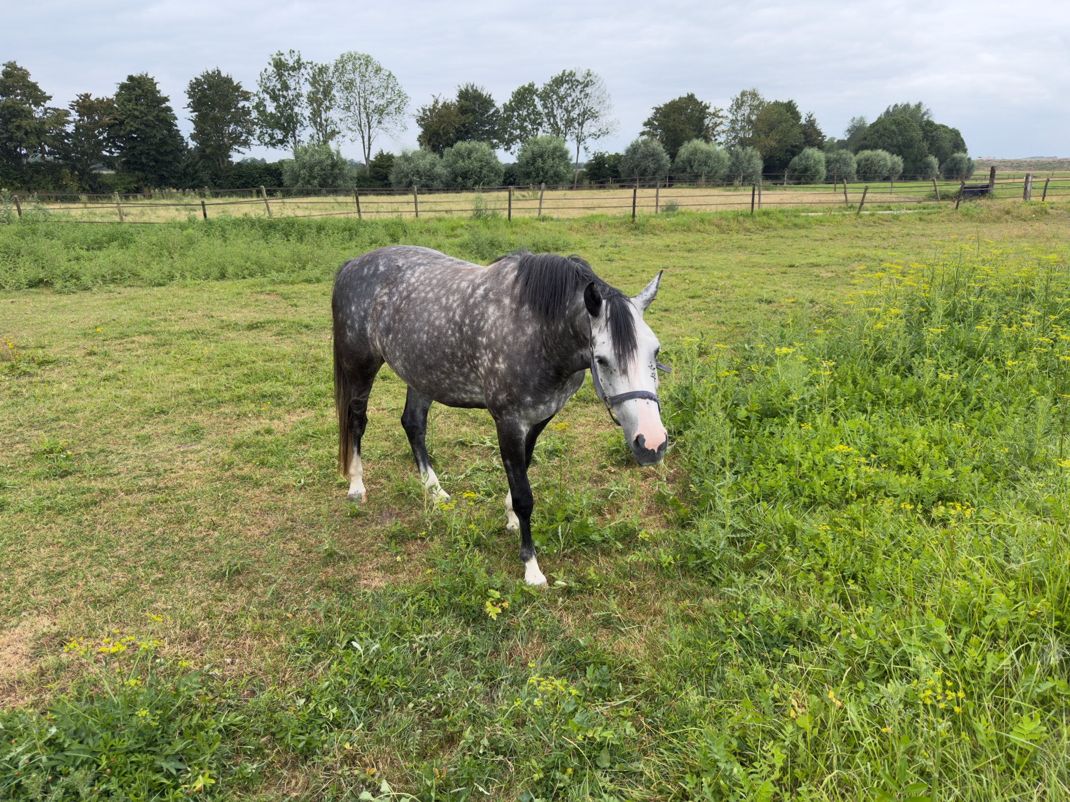 A dappled grey horse with a pink muzzle grazing in a green paddock among yellow wildflowers.