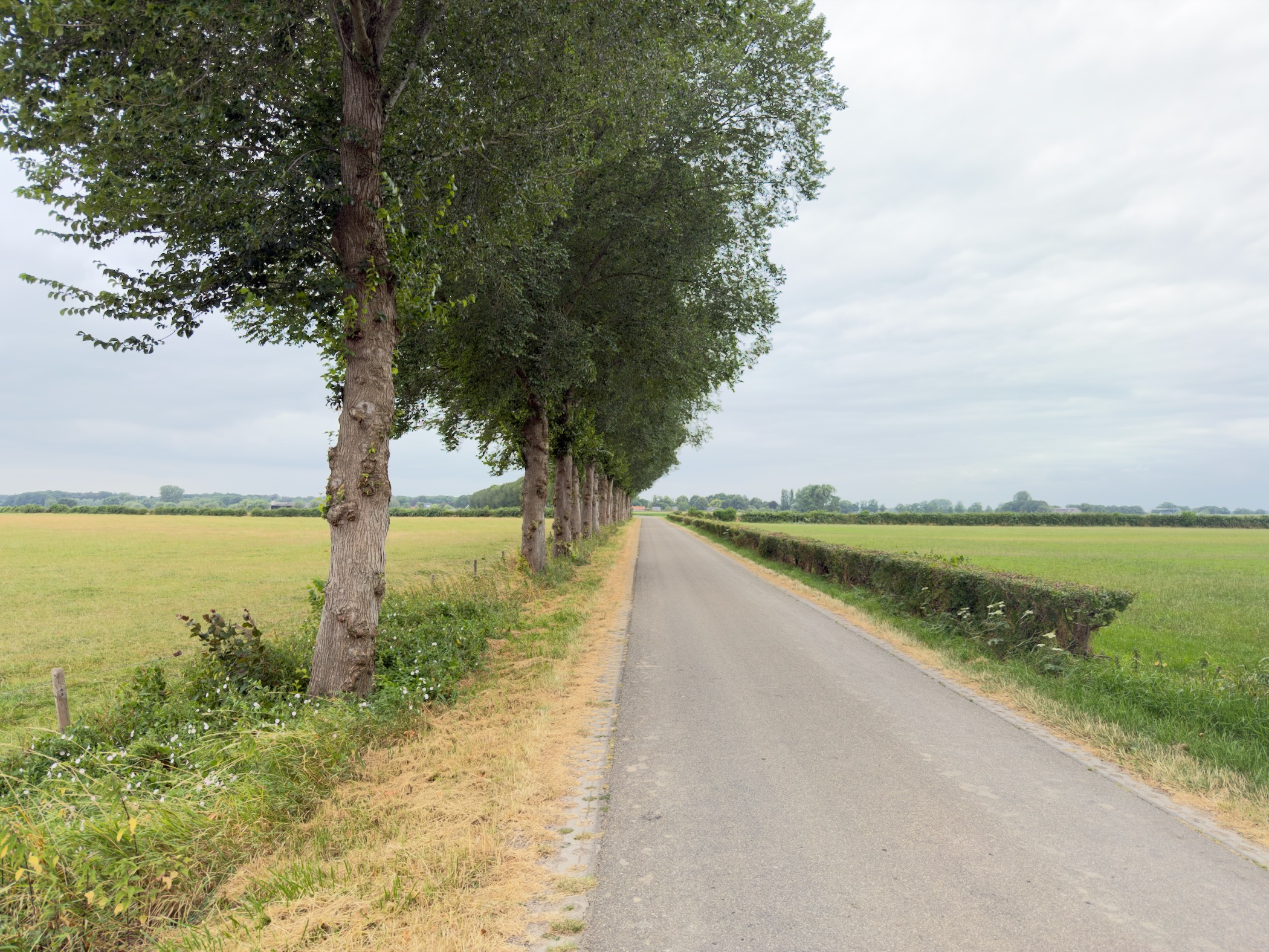 A straight country road lined with pollarded trees on the left and a low hedge on the right between green fields.