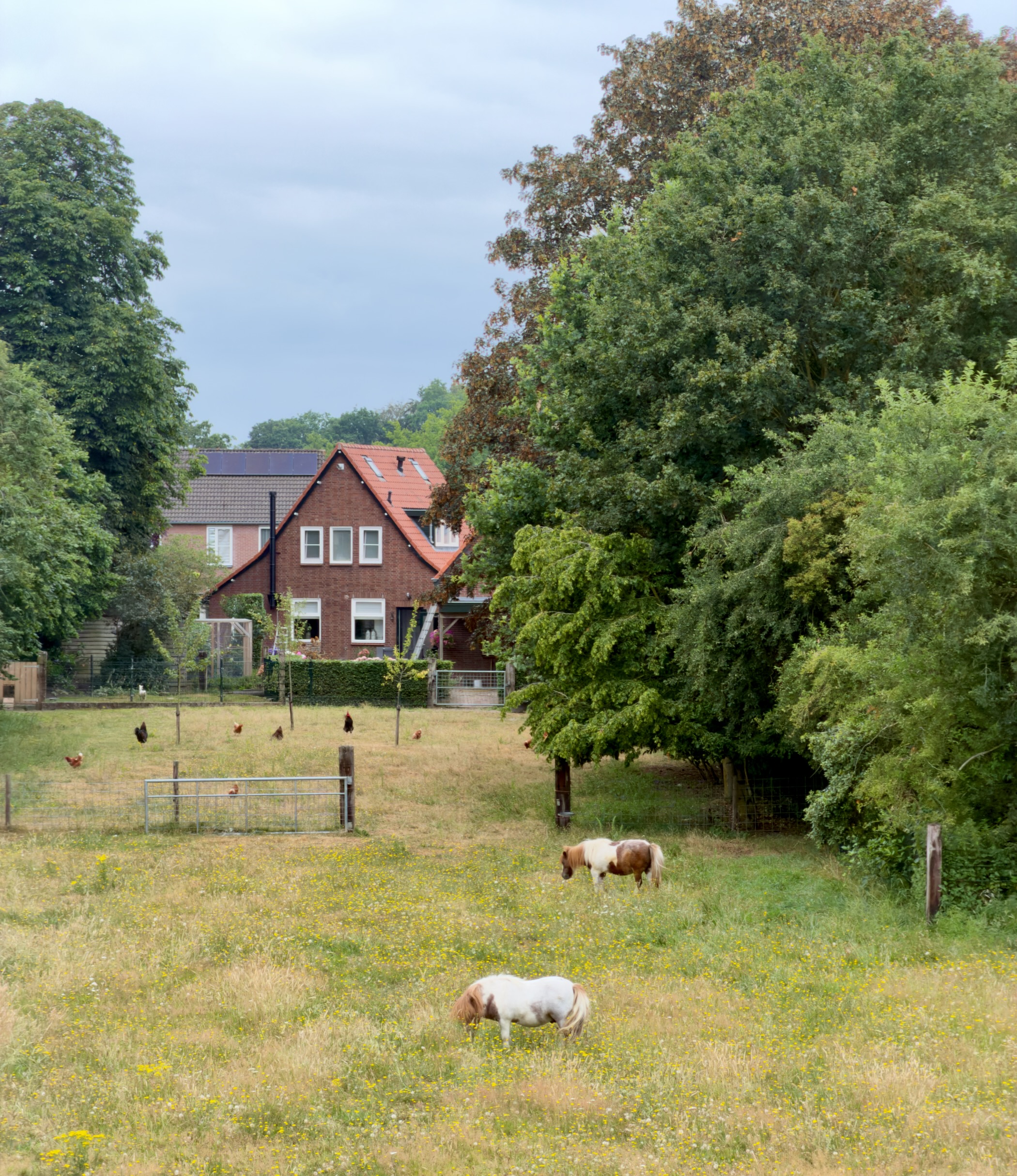 Two small ponies and free-range chickens in a flower-dotted paddock before a brick house with a red roof.