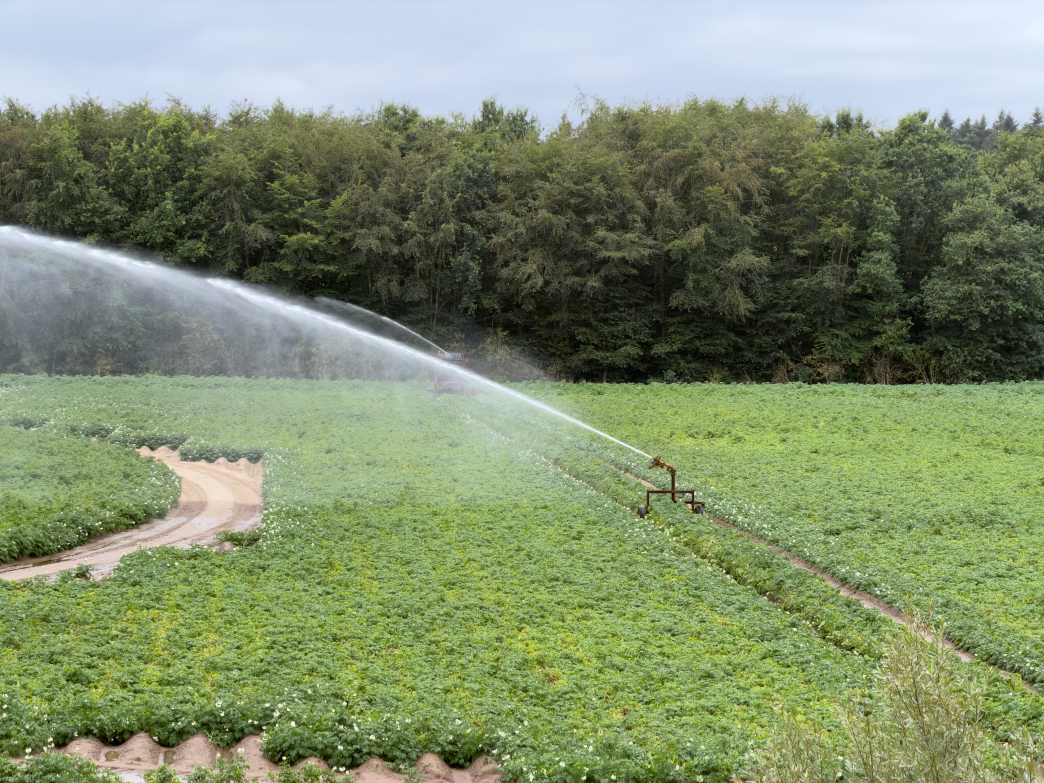 A wheeled irrigator spraying long arcs of water over a green potato field beside a sandy track and woodland.