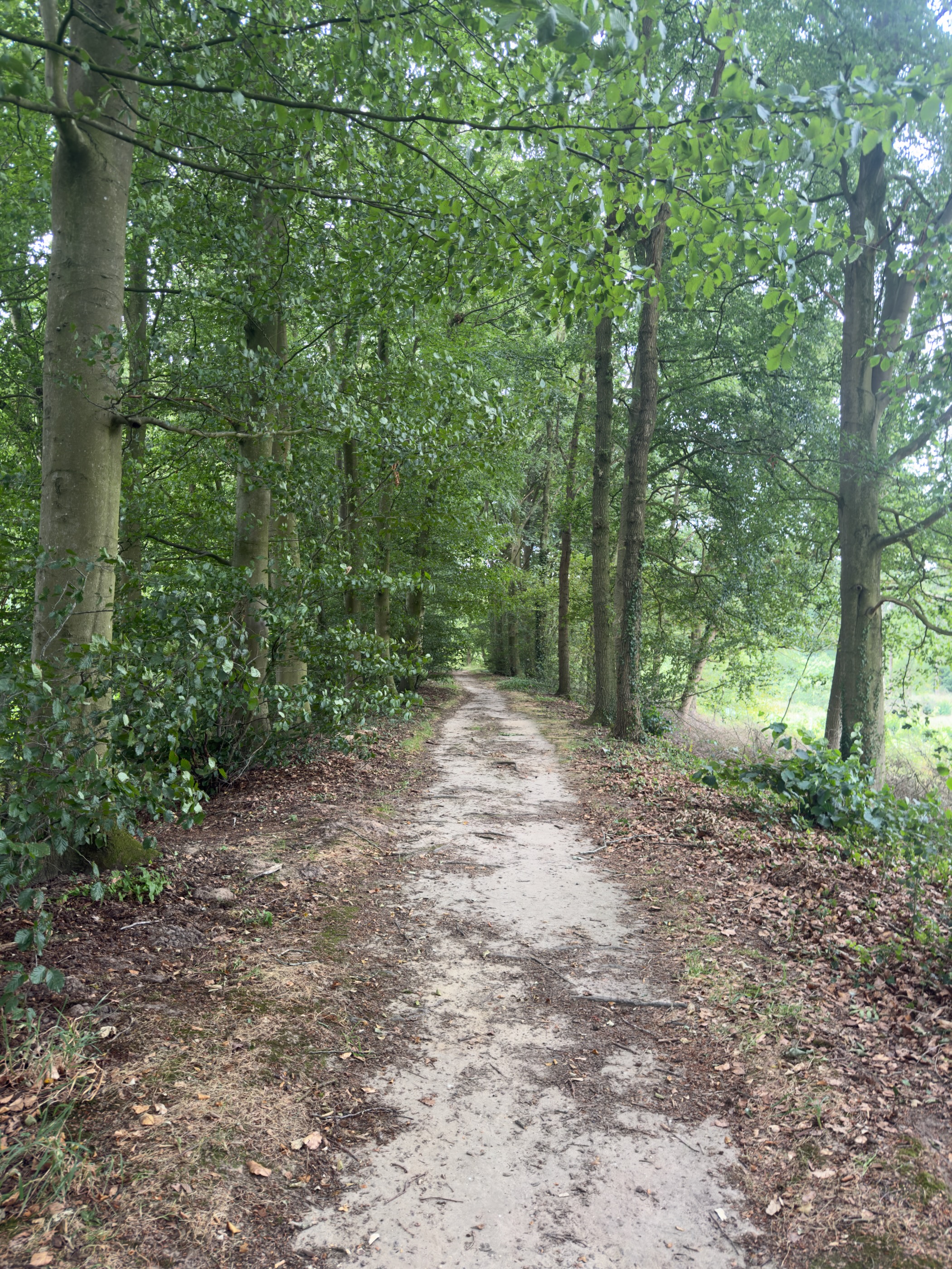 A sandy woodland path under beech trees with leaves on the ground and green light through the canopy.