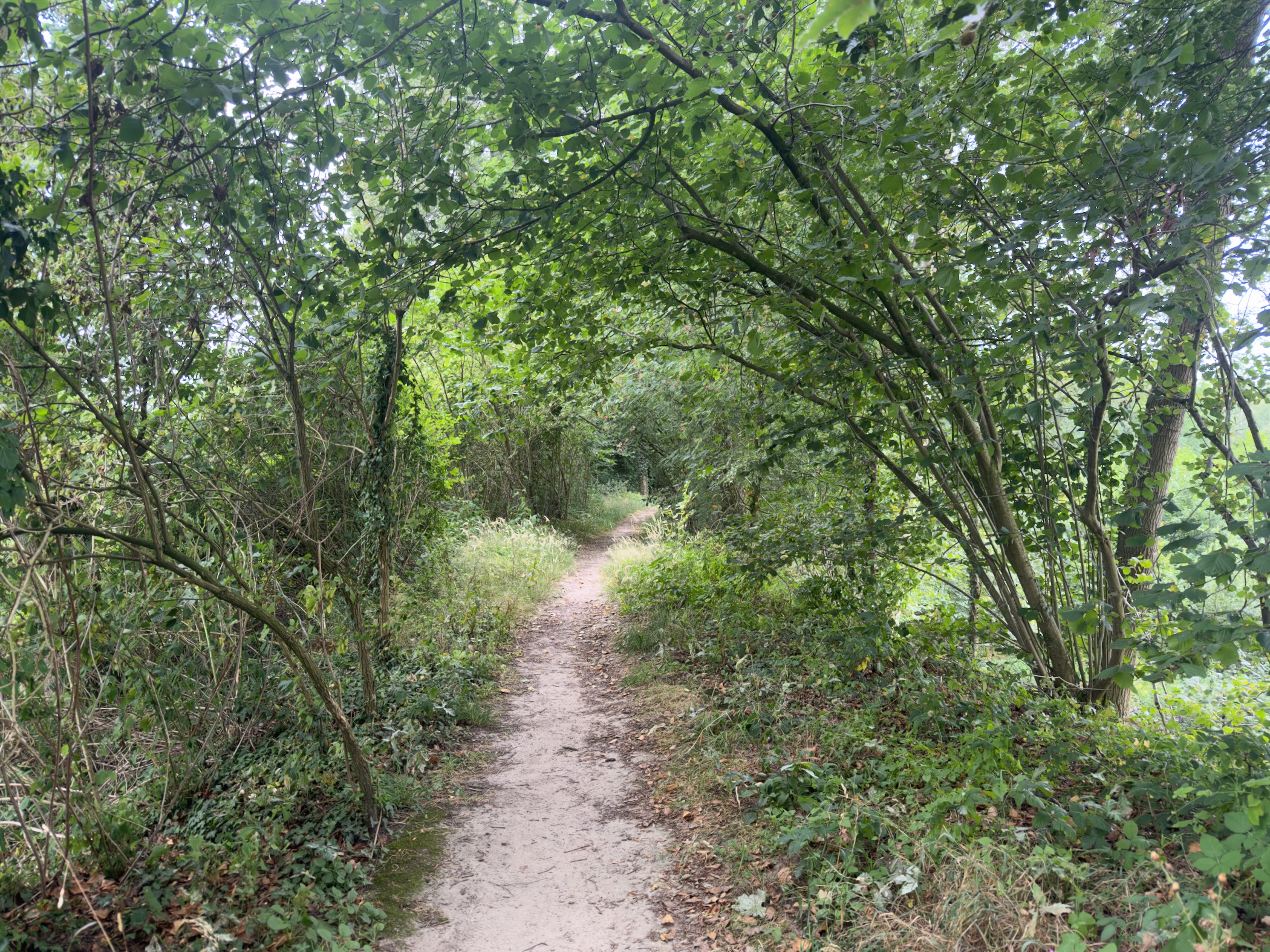 A narrow sandy footpath running through a green tunnel of shrubs and overhanging branches.