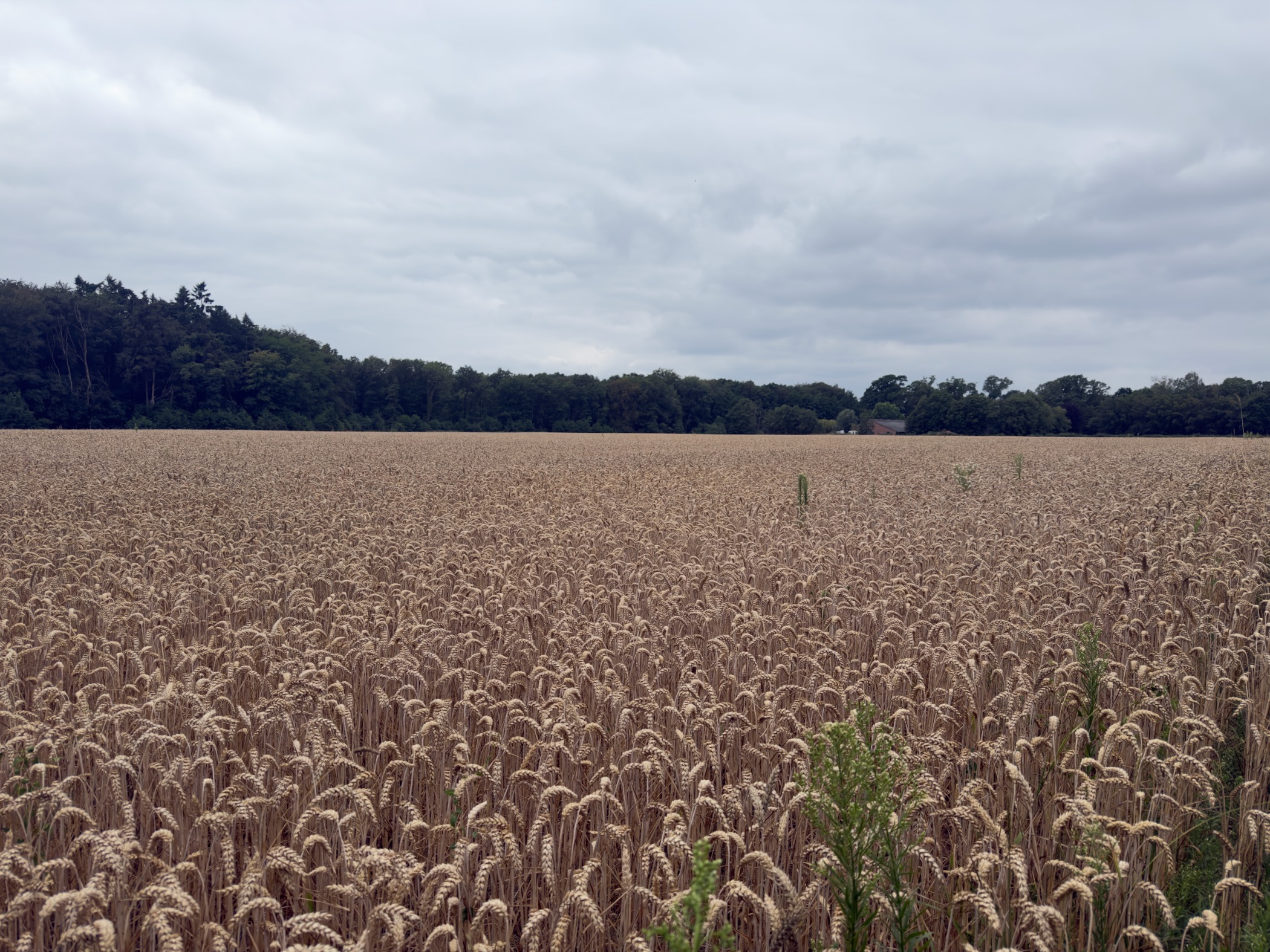 A wide field of ripe golden wheat stretching to a dark tree line under an overcast sky.