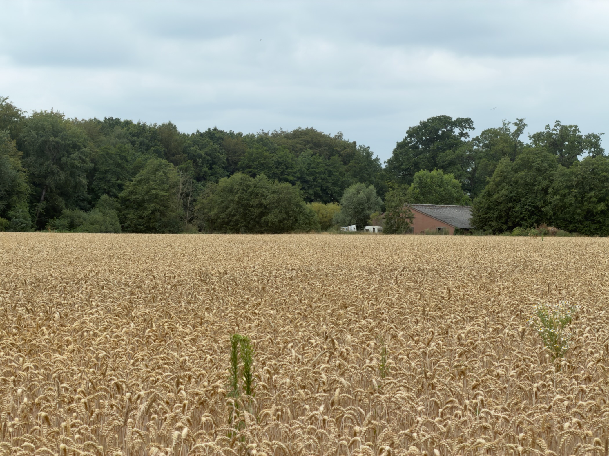 Golden wheat ears filling the frame, with a red barn and woodland at the far edge of the field.