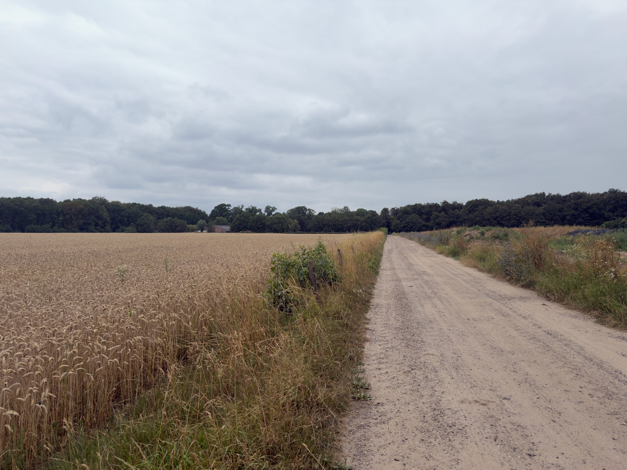 A sandy farm track running straight between a golden wheat field and tall wildflowers under grey cloud.