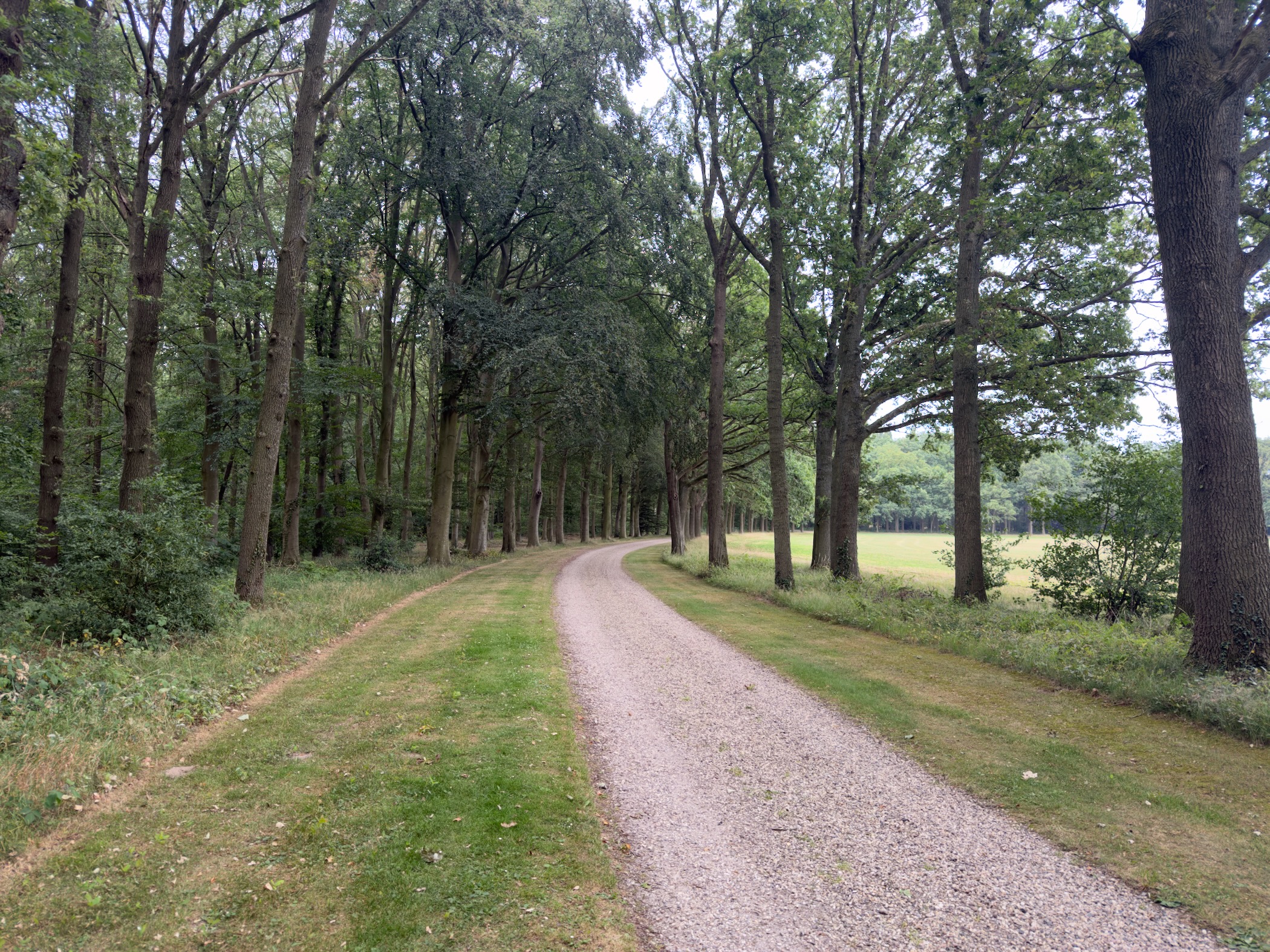 A gravel avenue of tall trees curving through parkland with a green meadow on the right.