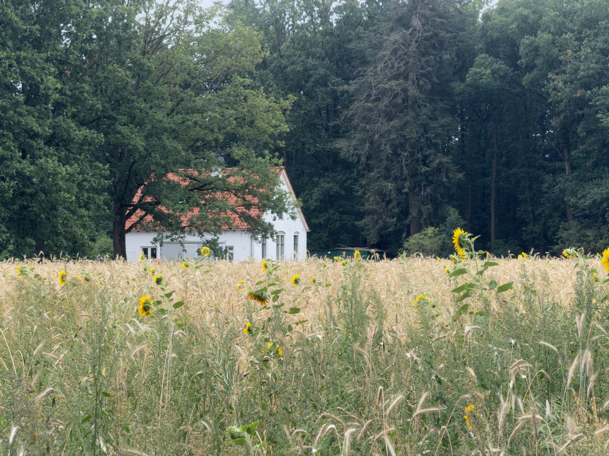 A white cottage with a red roof half-hidden by trees, with sunflowers and tall grain in the foreground.