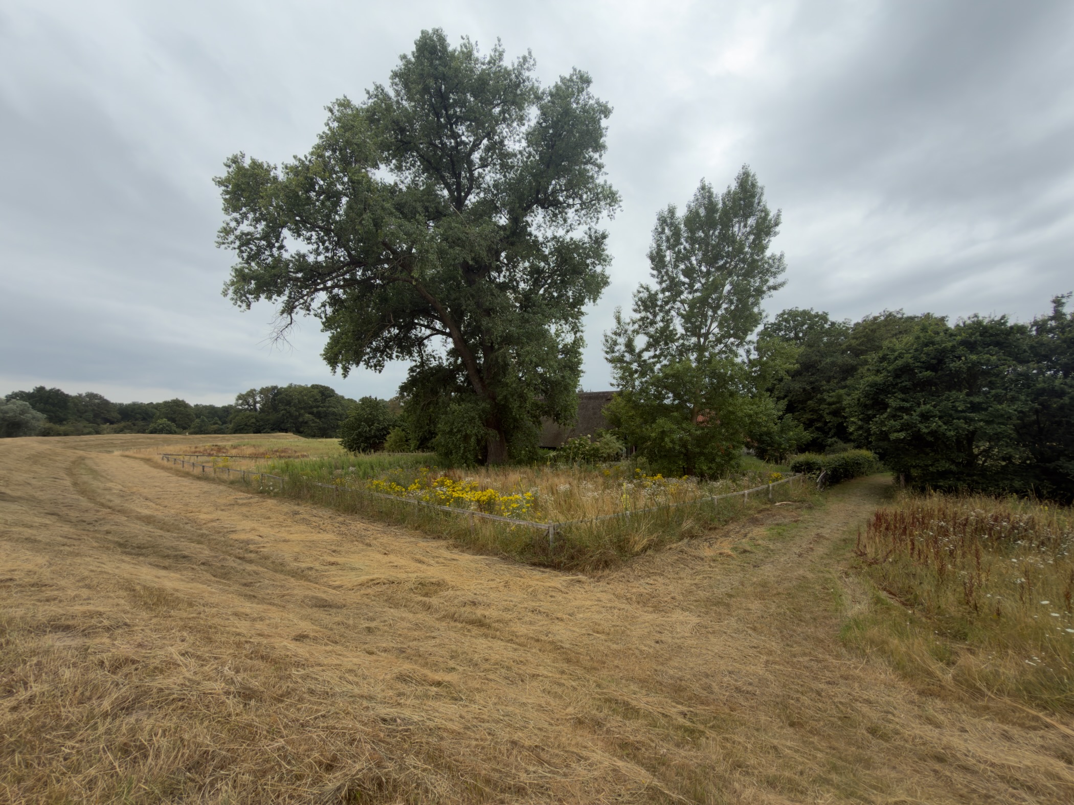 A fenced plot of wildflowers and a large oak on dry mown grass, with a thatched roof just visible behind.