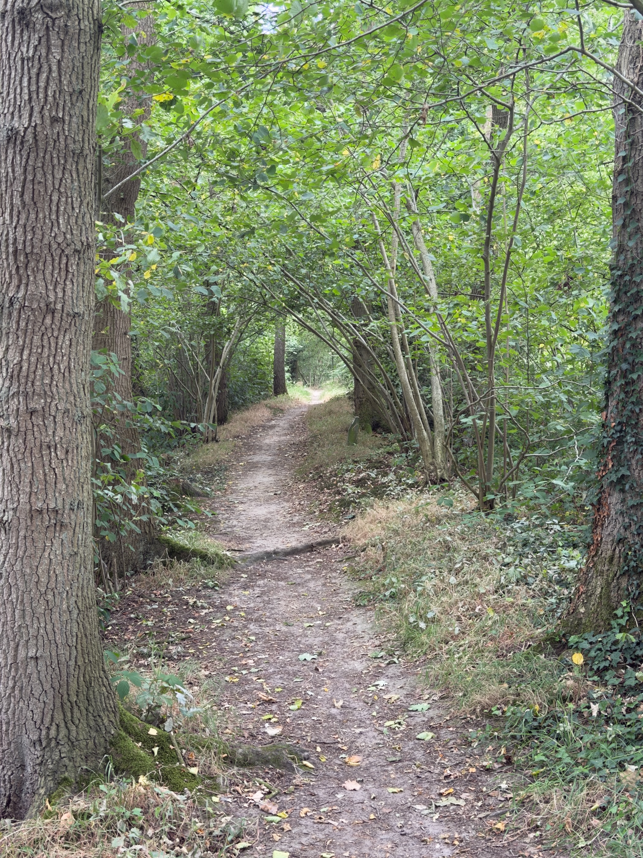 A narrow dirt path through dense woodland with arched branches and a mossy tree trunk on the left.