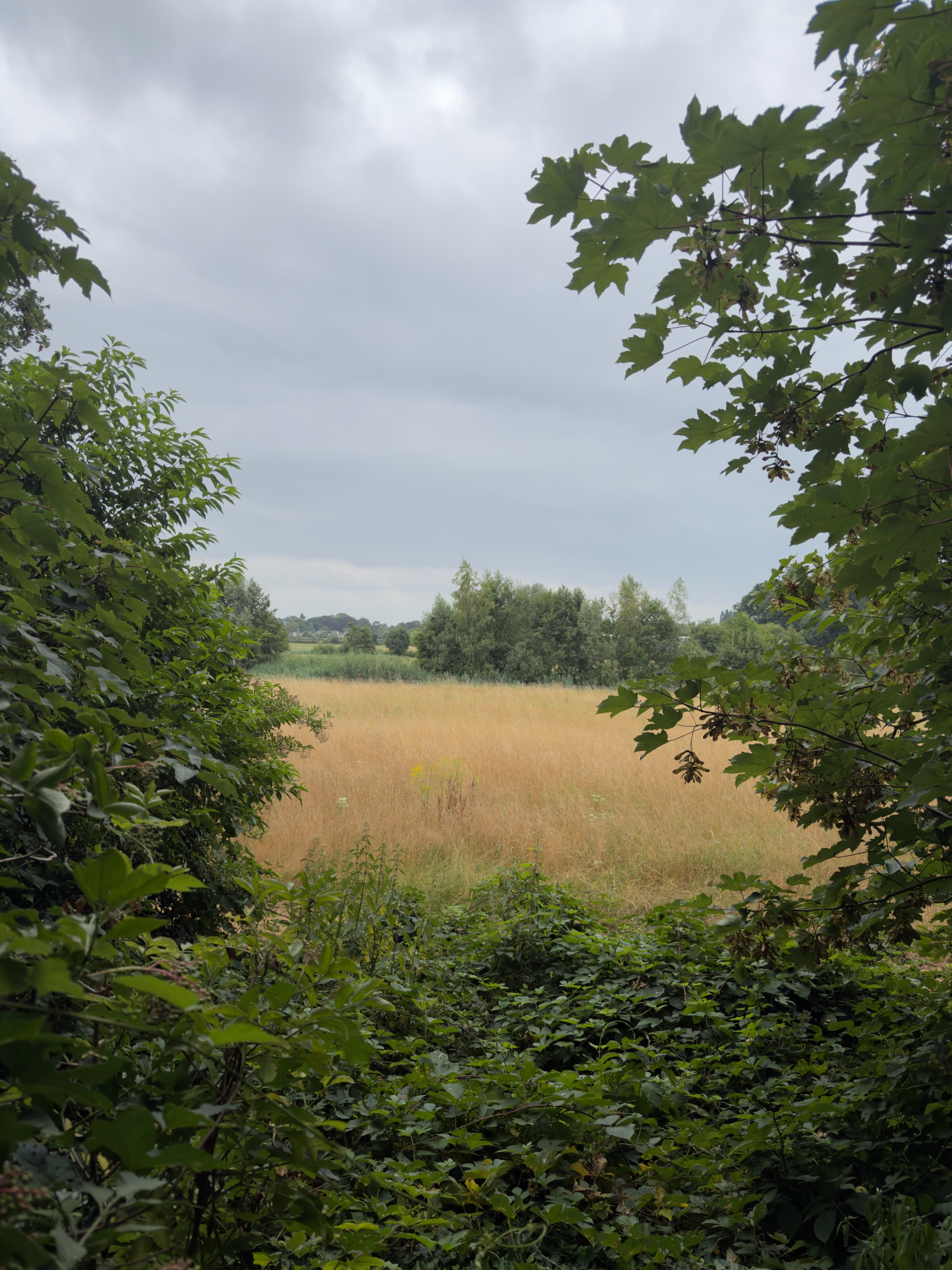A view through leafy branches of a golden meadow and distant trees under a cloudy sky.