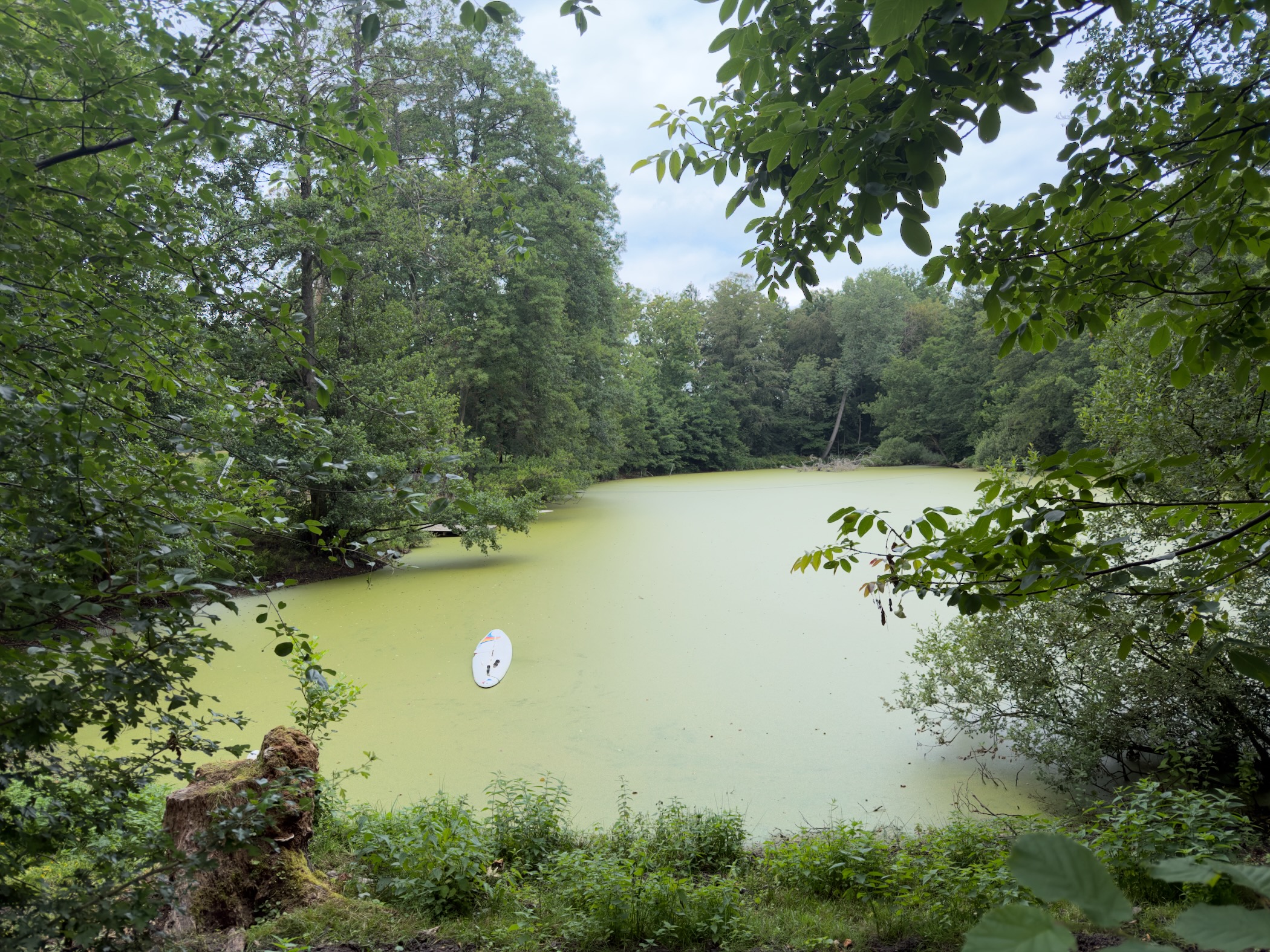 A pond covered in bright green duckweed with a white kayak floating on it, framed by woodland.