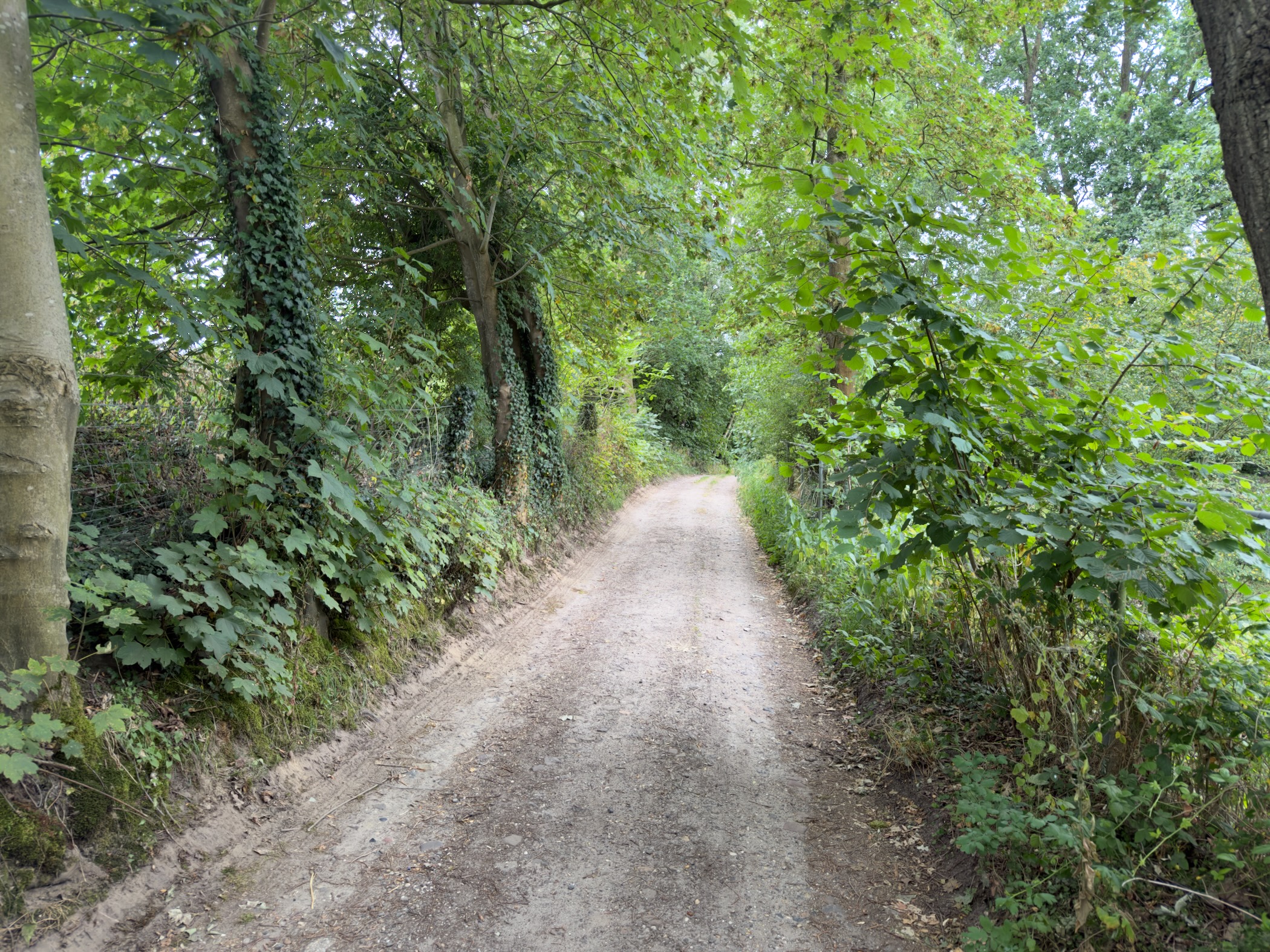 A sandy track climbing through a green tunnel of ivy-clad trees and dense undergrowth.