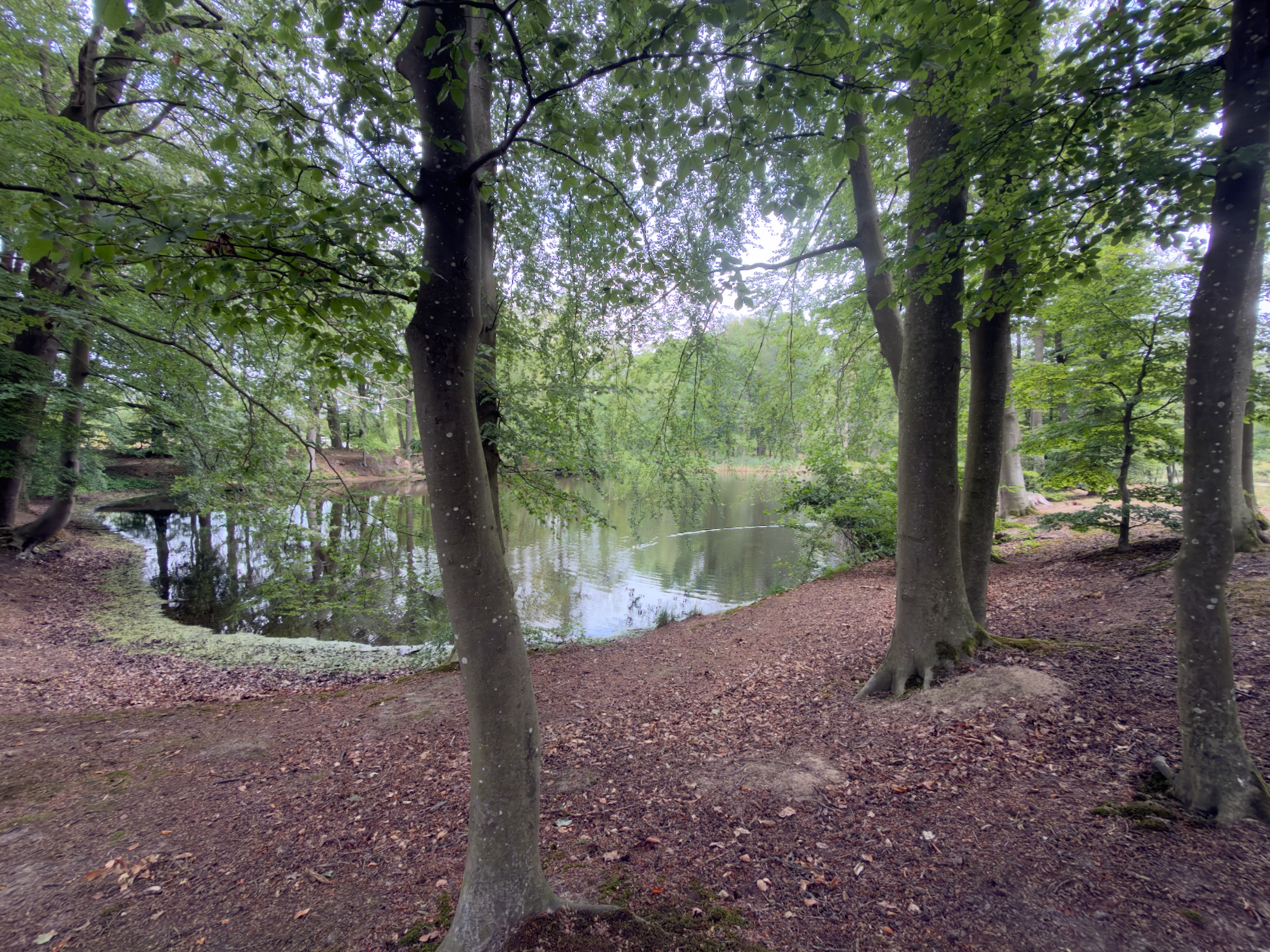 A still woodland pond seen through beech trunks, with leaves on the bank and green reflections on the water.