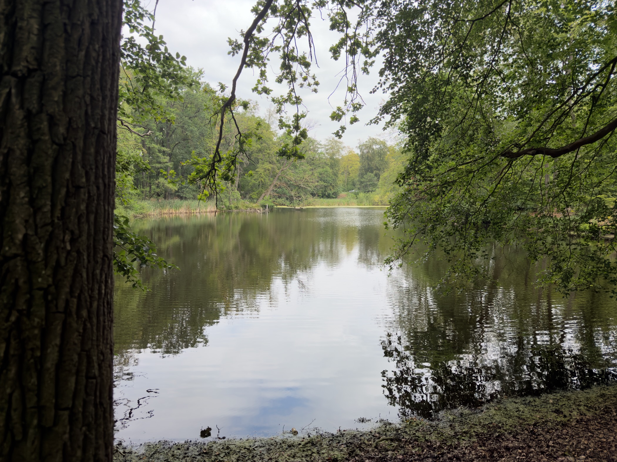 A quiet lake framed by trees, reflecting the sky and woods with algae along the near shore.