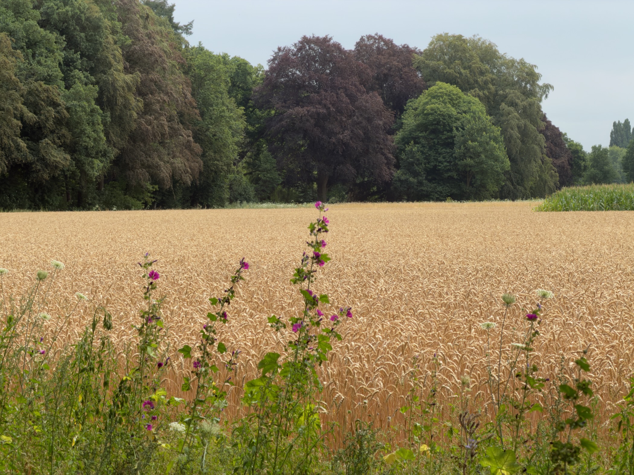 Purple mallow and cow parsley in the foreground before a golden wheat field and a belt of trees.