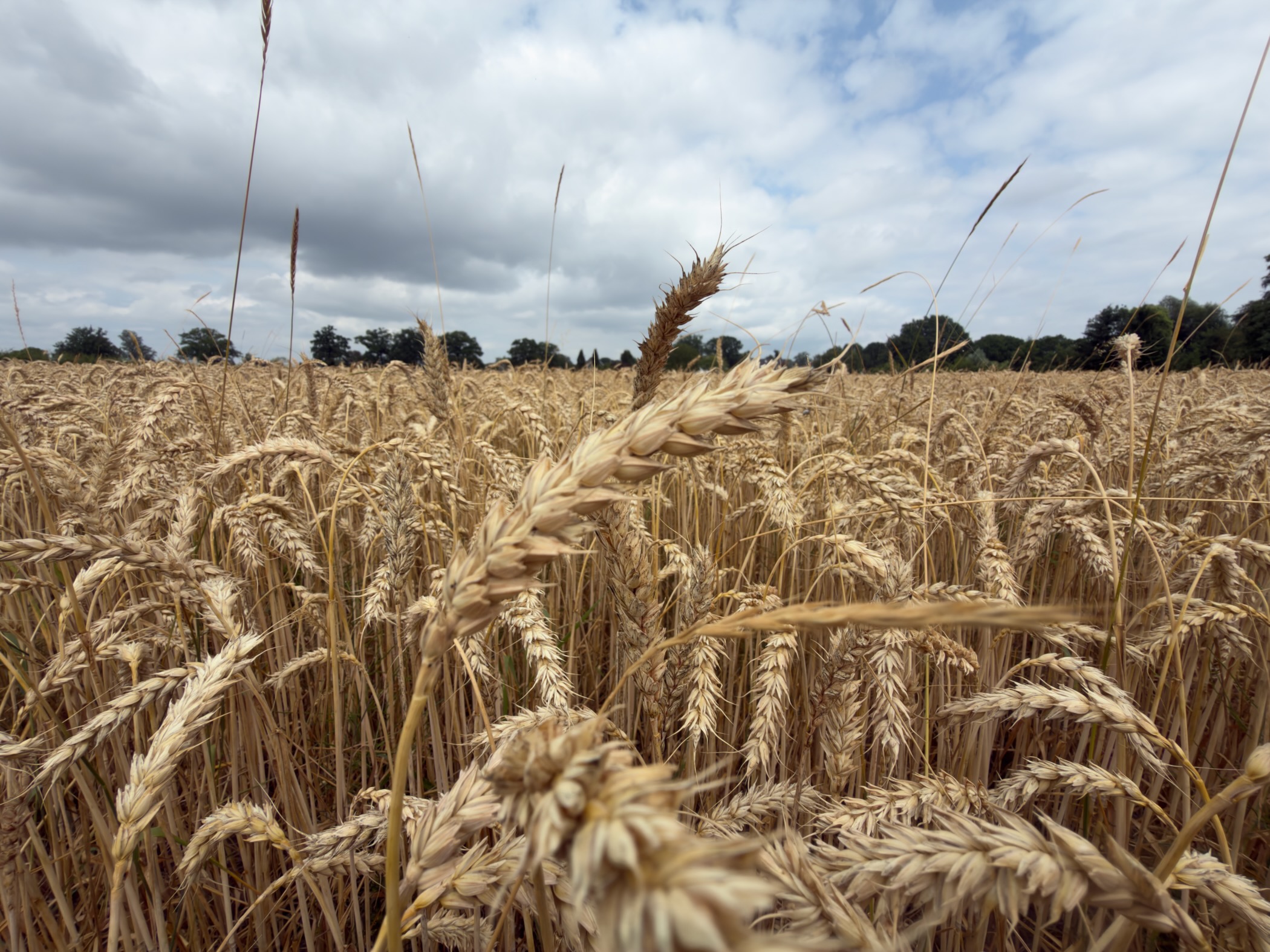 Close-up of ripe golden wheat ears under a partly cloudy sky with a distant tree line.
