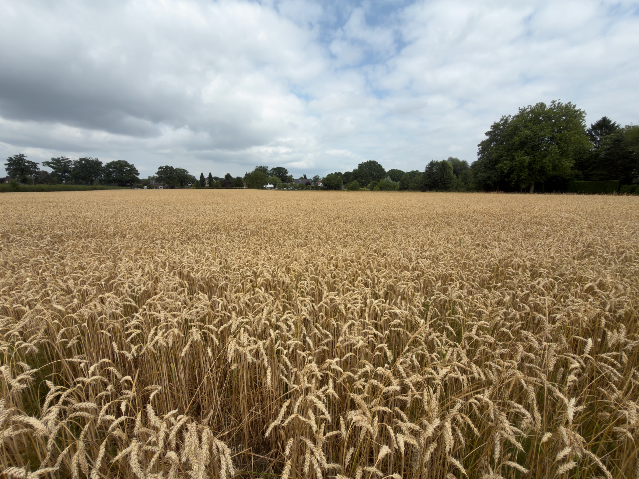 A broad field of ripe golden wheat under a blue sky with broken cloud and houses among distant trees.