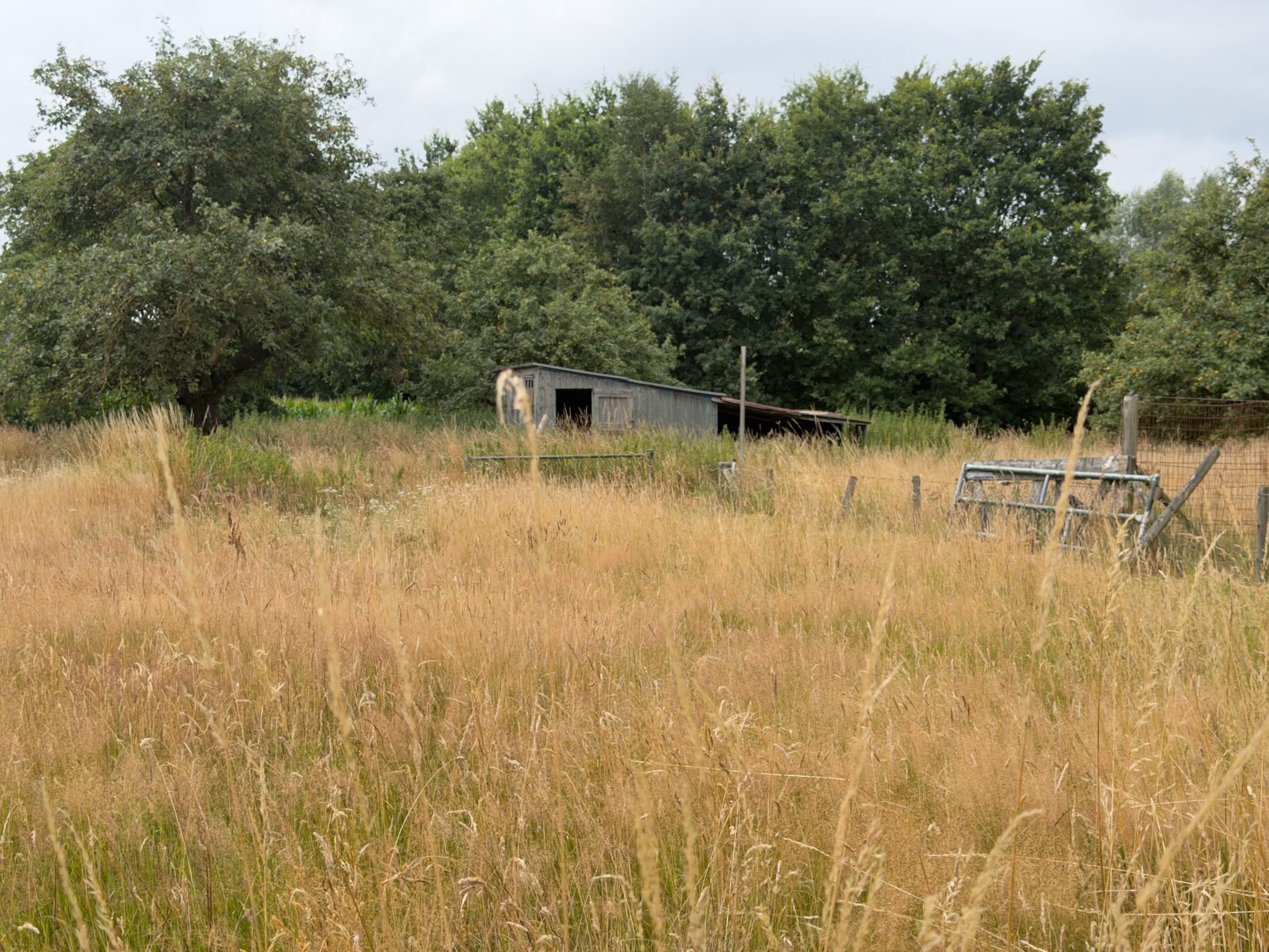A weathered wooden shed among tall dry grass and fences, with trees and a field of maize behind.