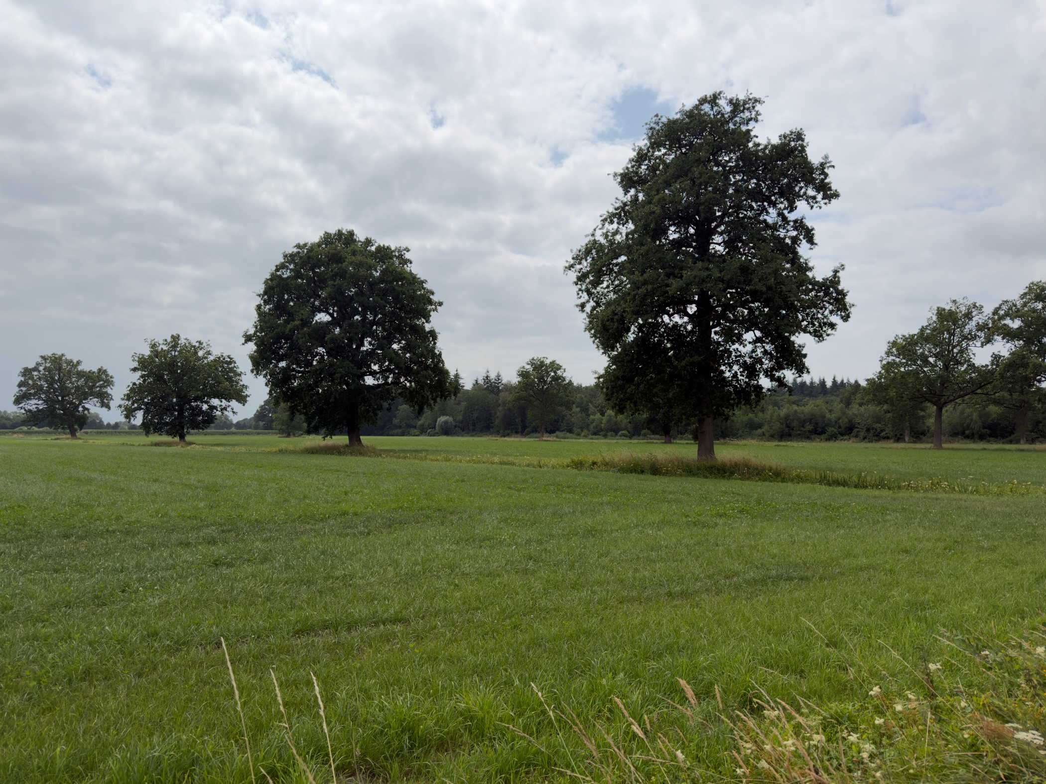 Scattered oak trees standing in a wide green meadow under a cloudy sky.