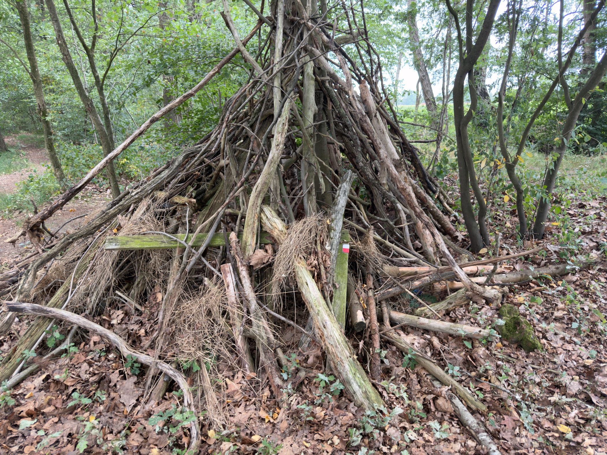 A conical hut of branches and sticks built in the woods with dry grass and leaves at its base.