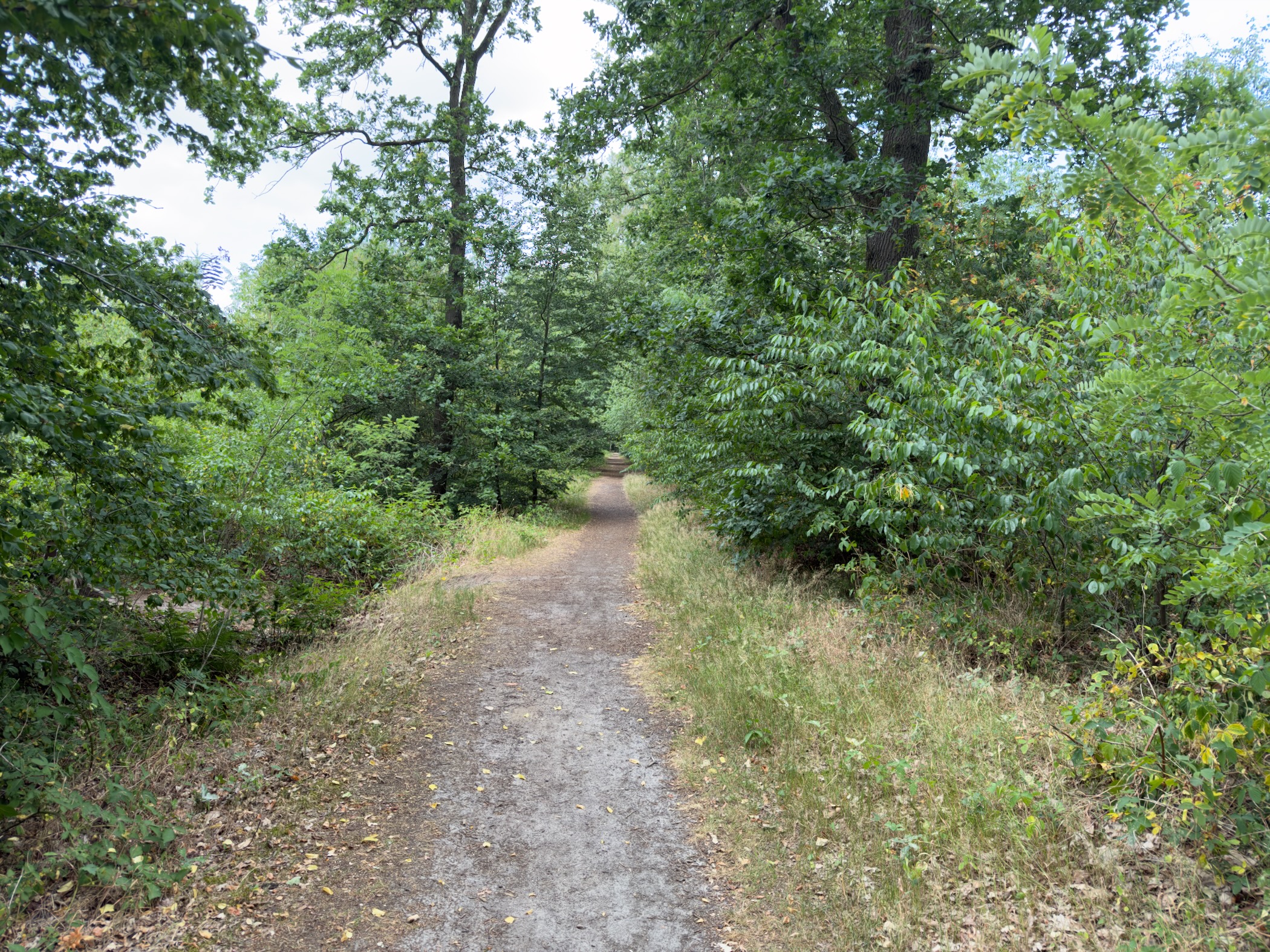 A gravel path rising through dense green woodland towards a bright gap in the trees.